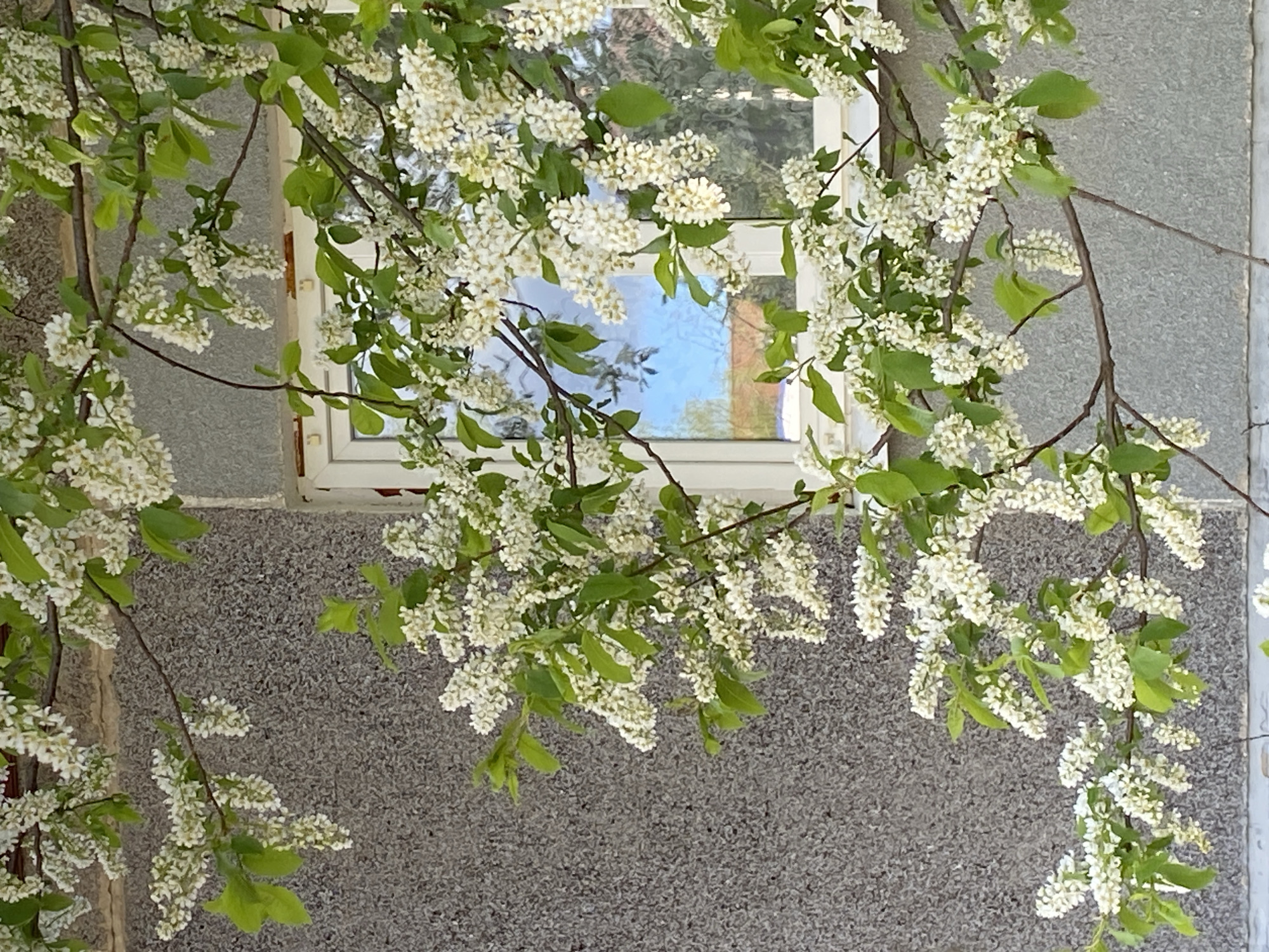 A photograph depicts flowering branches in front of a window and a textured gray wall. The white-framed window reflects a scene that includes blue sky and trees. The flowering branches are laden with small white blossoms and green leaves. The gray wall appears to be made of a coarse, granular material. The image is not rotated and is a photograph taken from an outdoor location. There is no additional information about the specific location within Noviy, Russia. No people are visible.