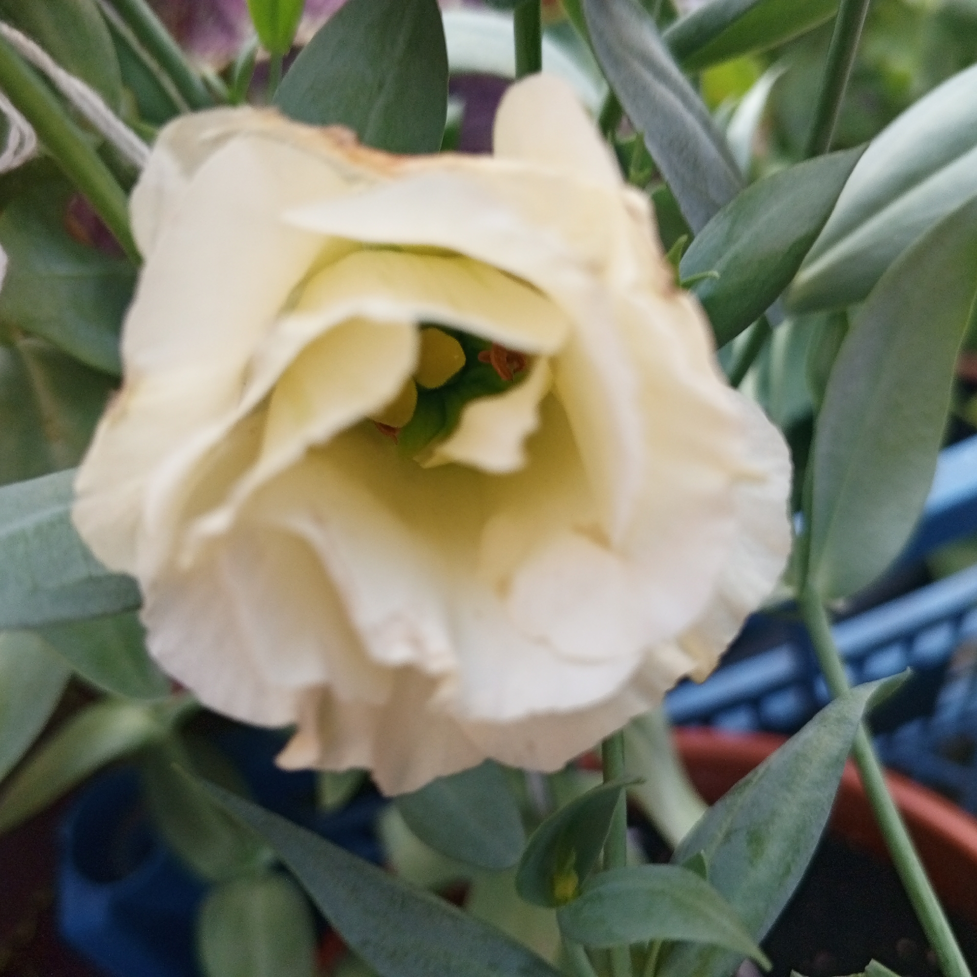 A close-up, slightly blurry, eye-level shot shows a pale yellow flower, possibly a rose or lisianthus, in bloom. The flower is in the foreground, with its petals gently unfurling to reveal a glimpse of its stamen and pistil. The surrounding foliage is a vibrant green, with some leaves showing a subtle blue-gray hue. In the background, a blue barred object, possibly a fence or crate, is visible, along with parts of a brown pot. The scene suggests an outdoor setting, likely a garden or balcony in Sayanogorsk, Russia, where the flora is thriving.