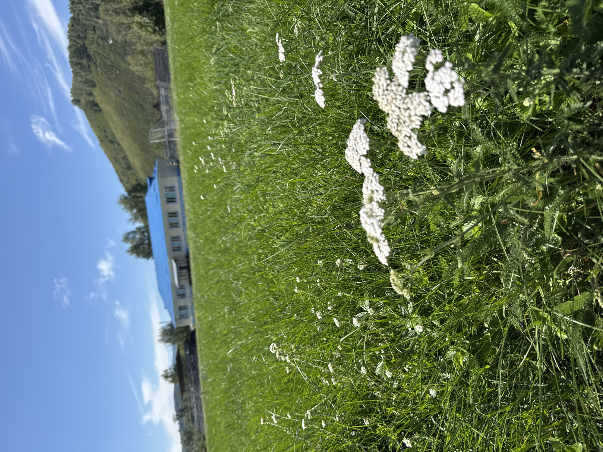 The image depicts a sunny day in Soloneshnoye, Russia, featuring a long, light-colored building with a blue roof in the middle ground. The building has multiple windows and appears to be a school or a similar public institution. It is surrounded by a vast expanse of vibrant green grass, dotted with small white wildflowers in the foreground. In the background, a gently sloping, tree-covered hill rises against a clear blue sky with wispy white clouds. The scene conveys a peaceful, rural atmosphere typical of a summer day in the region.