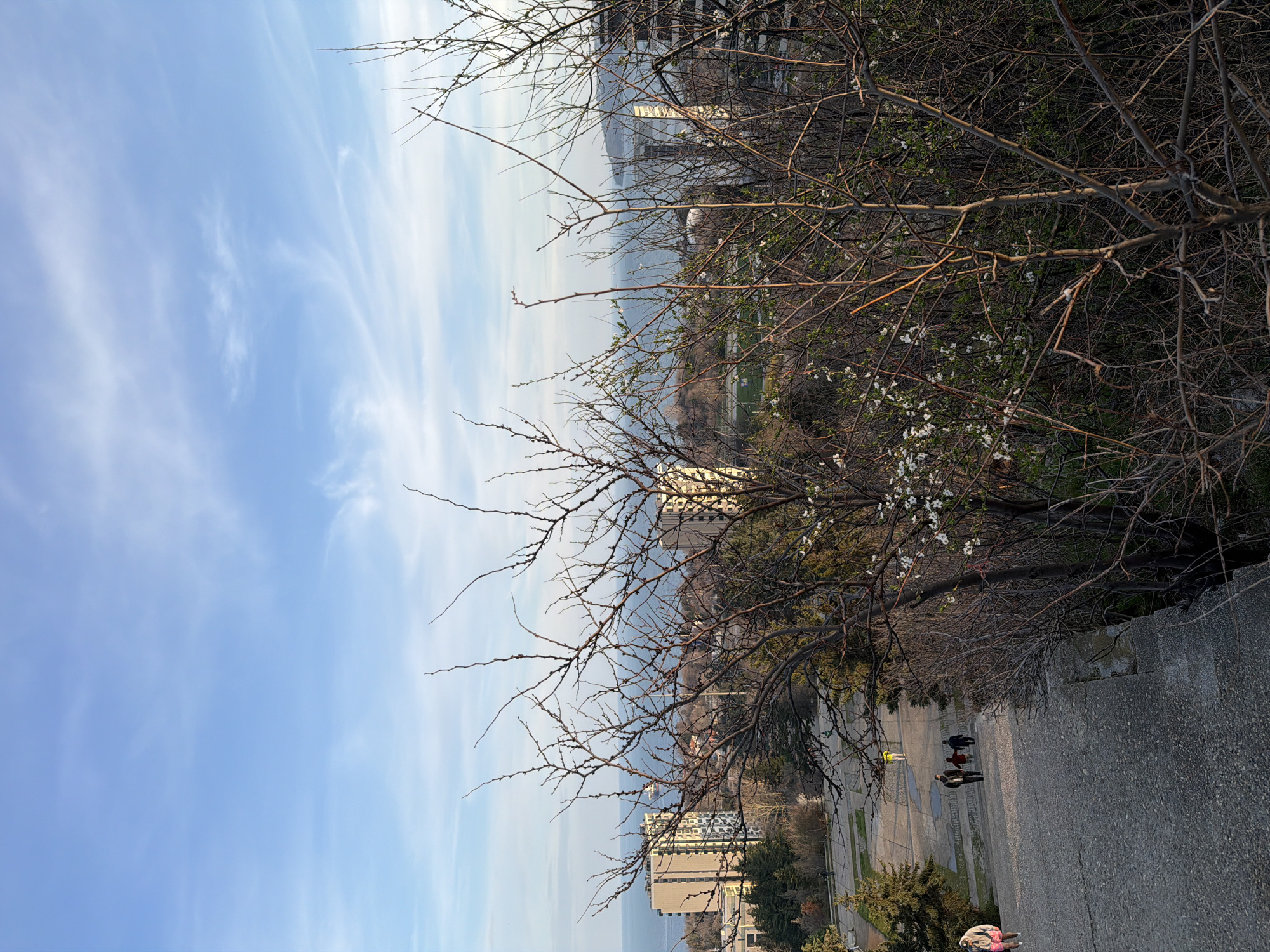 The image depicts a view from a high point in Varna, Bulgaria, likely the Sea Garden area. A partially bare tree with white blossoms occupies the foreground, framing the scene. Behind the tree, there's a view of the sea, with buildings visible along the coastline. A paved walkway descends toward the viewer. Several people are walking on the path. The sky is blue with some clouds. The image is taken at an angle, with the walkway angled diagonally from the bottom right to the upper left of the frame.