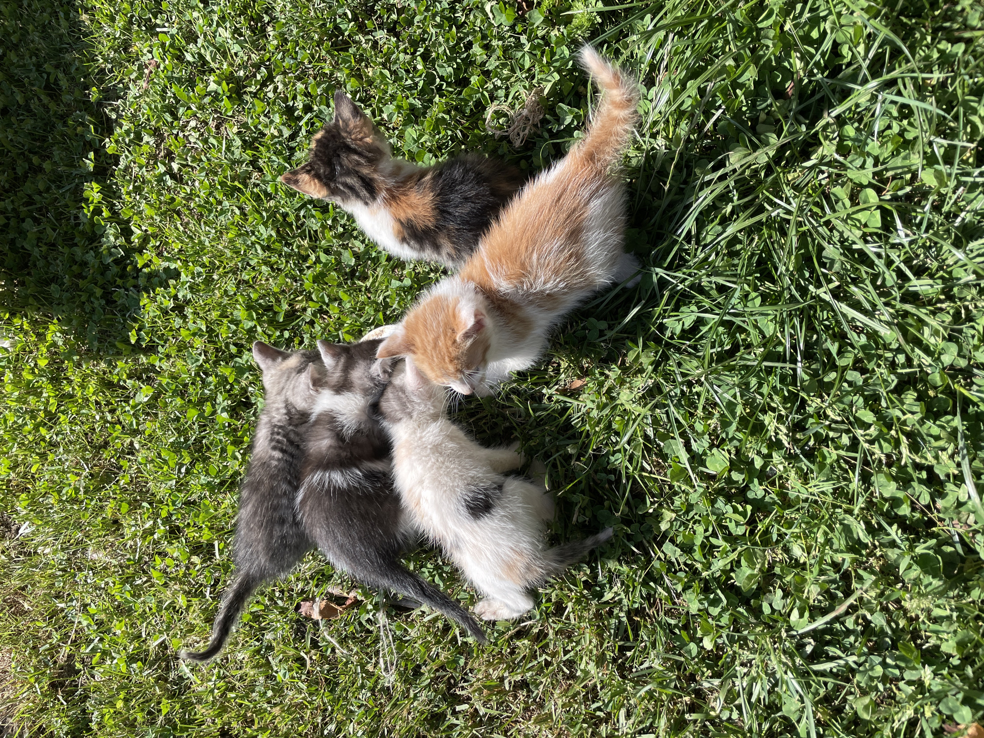 A high-angle shot captures five young kittens gathered closely together on a sunlit patch of grass in Danilovgrad, Montenegro. The grass consists of a mix of short, clover-like plants and longer green blades.
The kittens display a variety of coat patterns. At the top right, a calico kitten with black, orange, and white fur faces towards the center. Below it, an orange and white kitten is visible, its tail curled upwards. In the lower left quadrant, two grey tabby kittens are nestled together, one appearing darker grey/black with white underparts, and the other a lighter grey. Another kitten, predominantly white with black spots and subtle tan markings, is positioned in the bottom middle, interacting with the grey kittens.
The scene is brightly lit by strong sunlight, indicating daytime and clear weather, with distinct shadows cast by the kittens and grass. The kittens appear to be actively playing or exploring their grassy environment. There are no human subjects or visible text in the image.