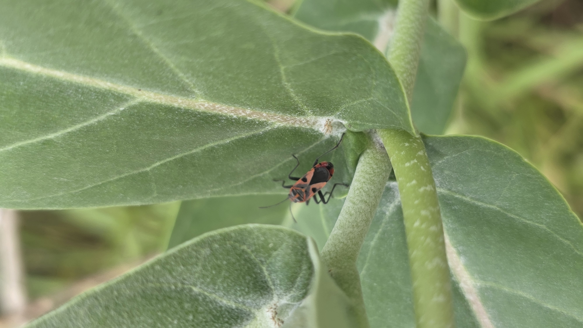 A small red and black bug is located underneath a large green leaf in a natural environment. The plant stem is also visible, covered in a light green texture. The picture was taken in Lhokseumawe, Indonesia.
