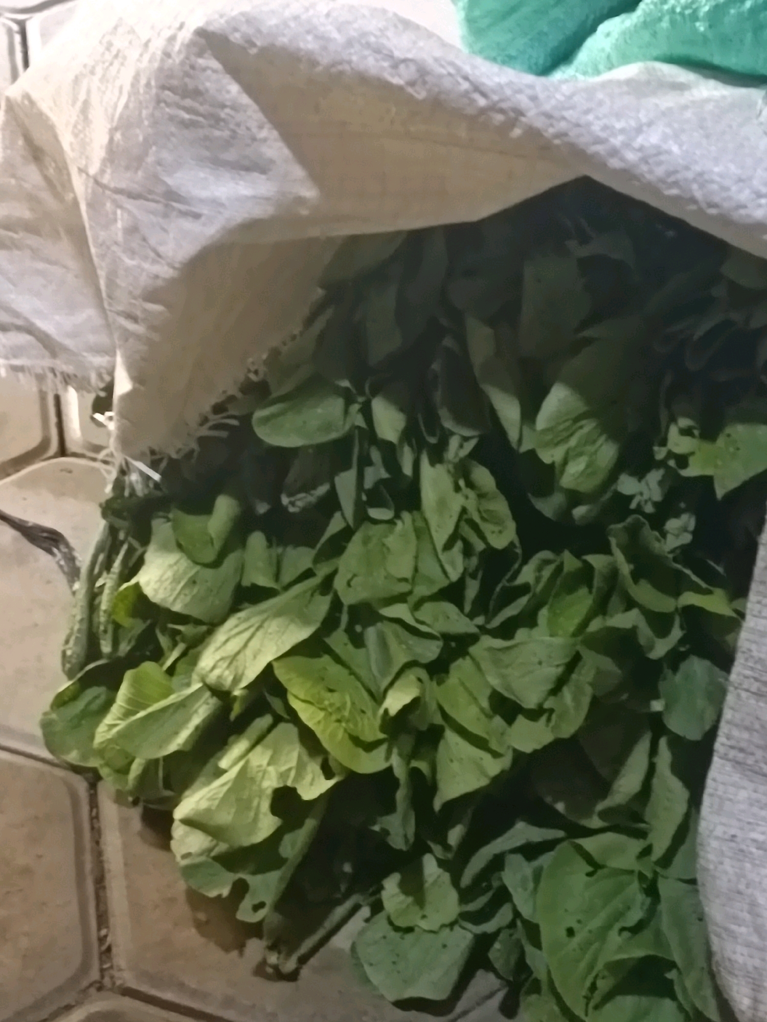 The image depicts a close-up view of a large sack filled with leafy green vegetables. The sack appears to be made of coarse, white material and is open at the top, revealing a dense mass of fresh greens. The vegetables are a vibrant green and some leaves exhibit wrinkles and texture. The background is out of focus, but suggests an indoor setting with tiled flooring. There are no people or animals visible in the image. The image does not provide any specific information about the location being Nglungger, Indonesia, or any other geographical context.