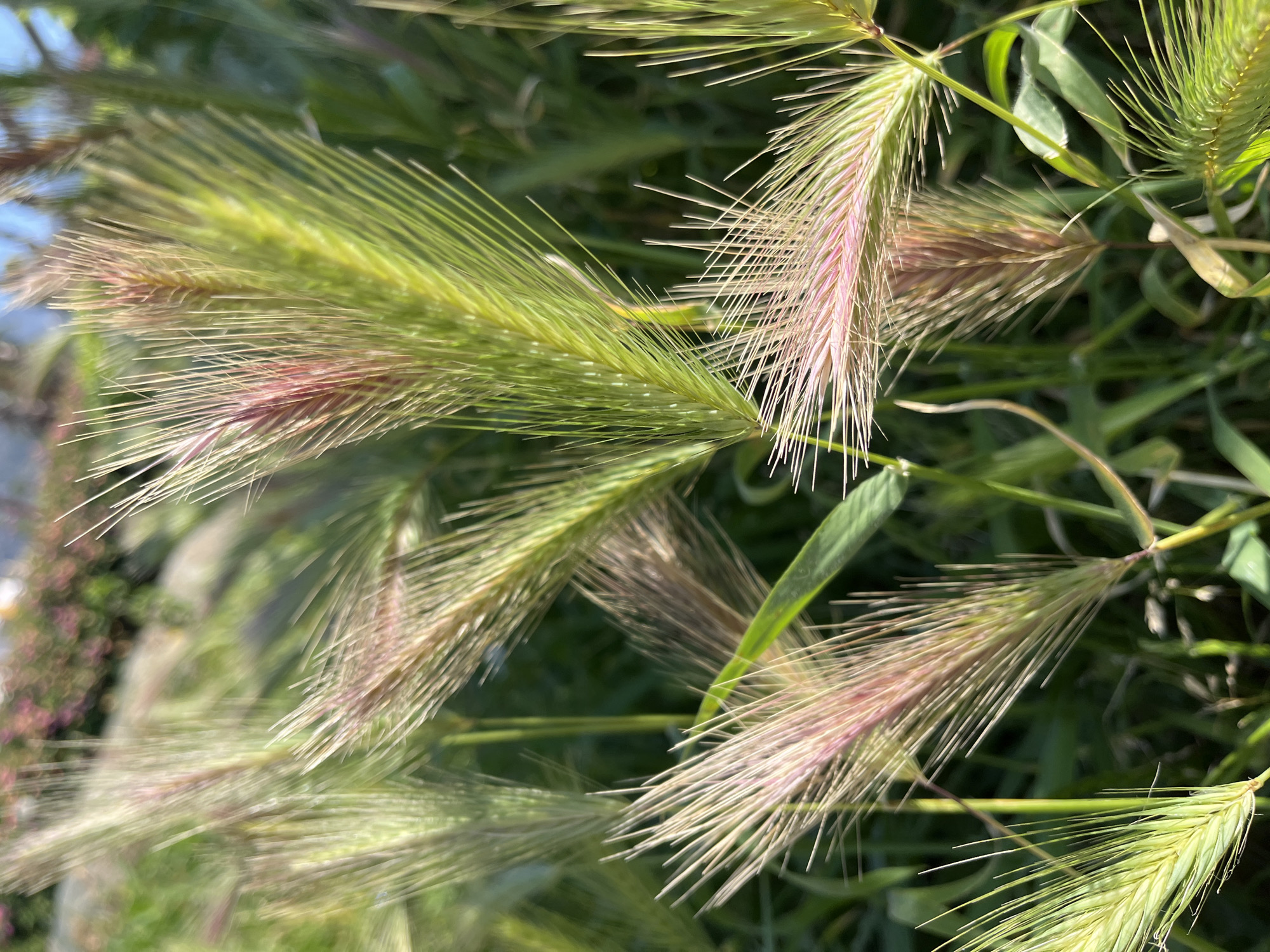 The image features several specimens of foxtail barley (Hordeum jubatum) in close-up. The barley heads exhibit a range of colors, including green, pink, and beige. The environment appears to be a field or lawn, with other green vegetation visible in the background. Given the prompt, the location is presumed to be Alanya, Turkey, although there is no location information visible in the image itself. The image is captured in natural daylight. No people, subjects, objects, or actions can be seen.
