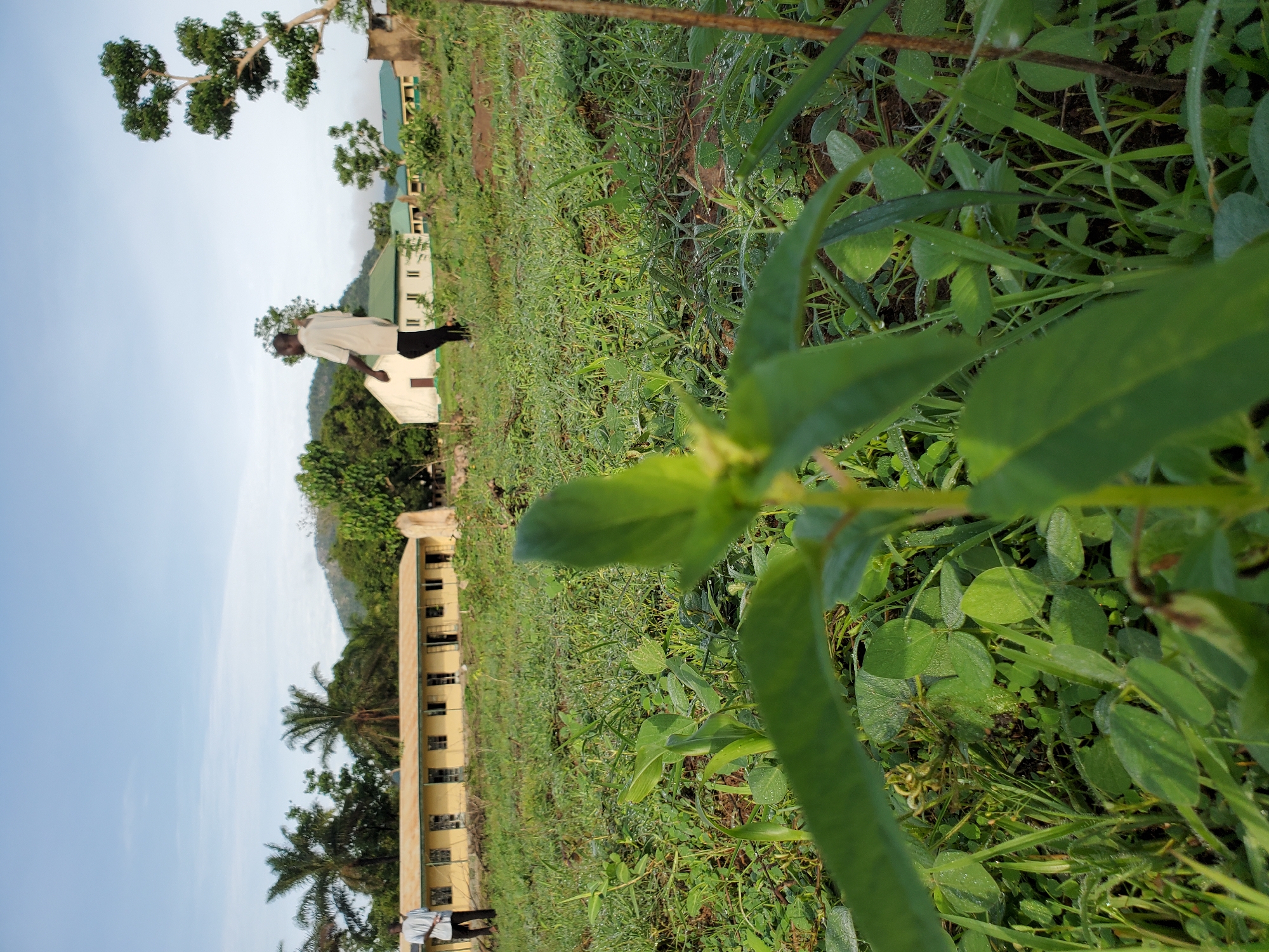 The image shows a grassy field in Mararaba, Nigeria, with a building visible in the background. The foreground is dominated by green vegetation, including leaves covered in dew. A person is seen standing in the middle ground, wearing light-colored clothing. In the background, there is a building with multiple windows, and trees are scattered around the landscape. The sky is light blue.