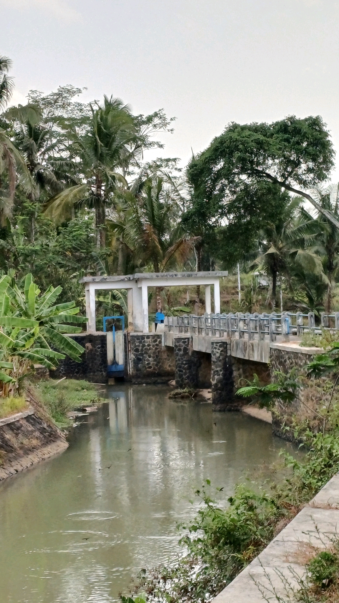 The image depicts a concrete bridge crossing a canal in Tengahan, Indonesia. The canal water is murky green and shows ripples, suggesting a gentle current or wind. Several small, dark birds are flying above and on the water's surface, with one bird creating a noticeable circular ripple.
The bridge has a concrete deck supported by stone-faced pillars. A metal railing with blue accents runs along the sides. Adjacent to the bridge, on the left side of the canal, is a sluice gate mechanism with a blue gate, a structure of white concrete pillars and a roof, and some banana trees. The surrounding environment is lush with tropical vegetation, including numerous palm trees of varying heights and other dense green foliage. The sky is overcast and pale.
A person in a blue shirt is visible standing on the bridge, near the sluice gate structure. The canal banks are lined with concrete structures and some grass and wild vegetation. The overall scene conveys a rural or semi-rural setting within Tengahan.