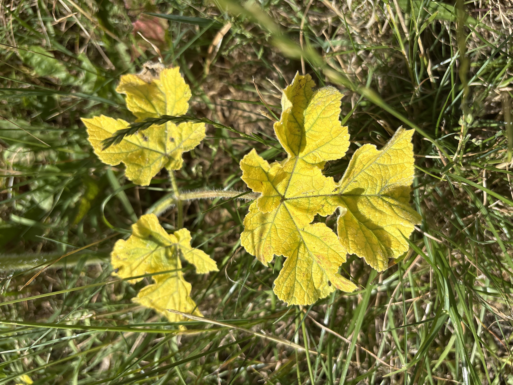 The image shows a close-up view of several yellow leaves on a plant, interspersed with green grass and dry vegetation. The leaves are palmately lobed and appear somewhat wilted, with serrated edges. Some of the leaves have a slightly fuzzy texture, and a few small dark spots are visible on their surfaces. One of the leaves has dew drops or frost crystals on its edges, suggesting a cool or moist morning. The background consists of a dense layer of grass, with some blades sharp and green, and others dry and brown. The lighting suggests it is daytime, with sunlight filtering through the foliage, creating dappled shadows and highlights. The overall impression is one of a natural, outdoor setting, likely in a field or grassy area, possibly during autumn given the color of the leaves. There are no people or animals visible in the frame, and no text is present.