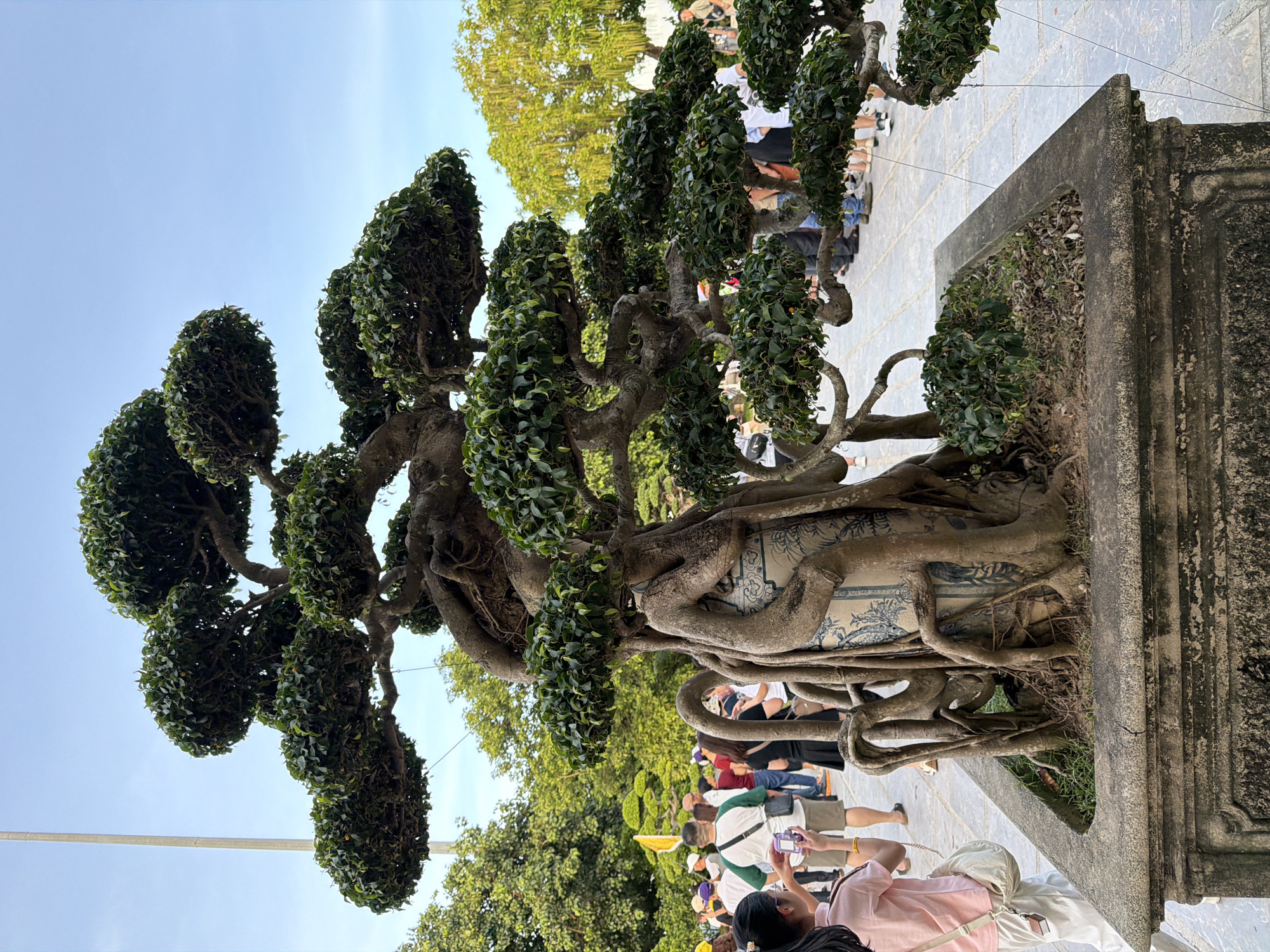 A large, meticulously shaped bonsai tree dominates the foreground of this image, its gnarled roots entwined around a blue and white ceramic vase. The tree, with its dense, green foliage, is planted in a substantial concrete planter, which is slightly chipped and weathered. In the background, a crowd of people is visible, suggesting a public gathering or park. Some individuals are taking photographs, while others are observing the scene. The environment appears to be outdoors, with trees and a clear blue sky in the background. The overall atmosphere is serene, highlighting the artistry of the bonsai and the presence of onlookers. The location is the Da Nang Museum of Cham Sculpture in Da Nang, Vietnam.
