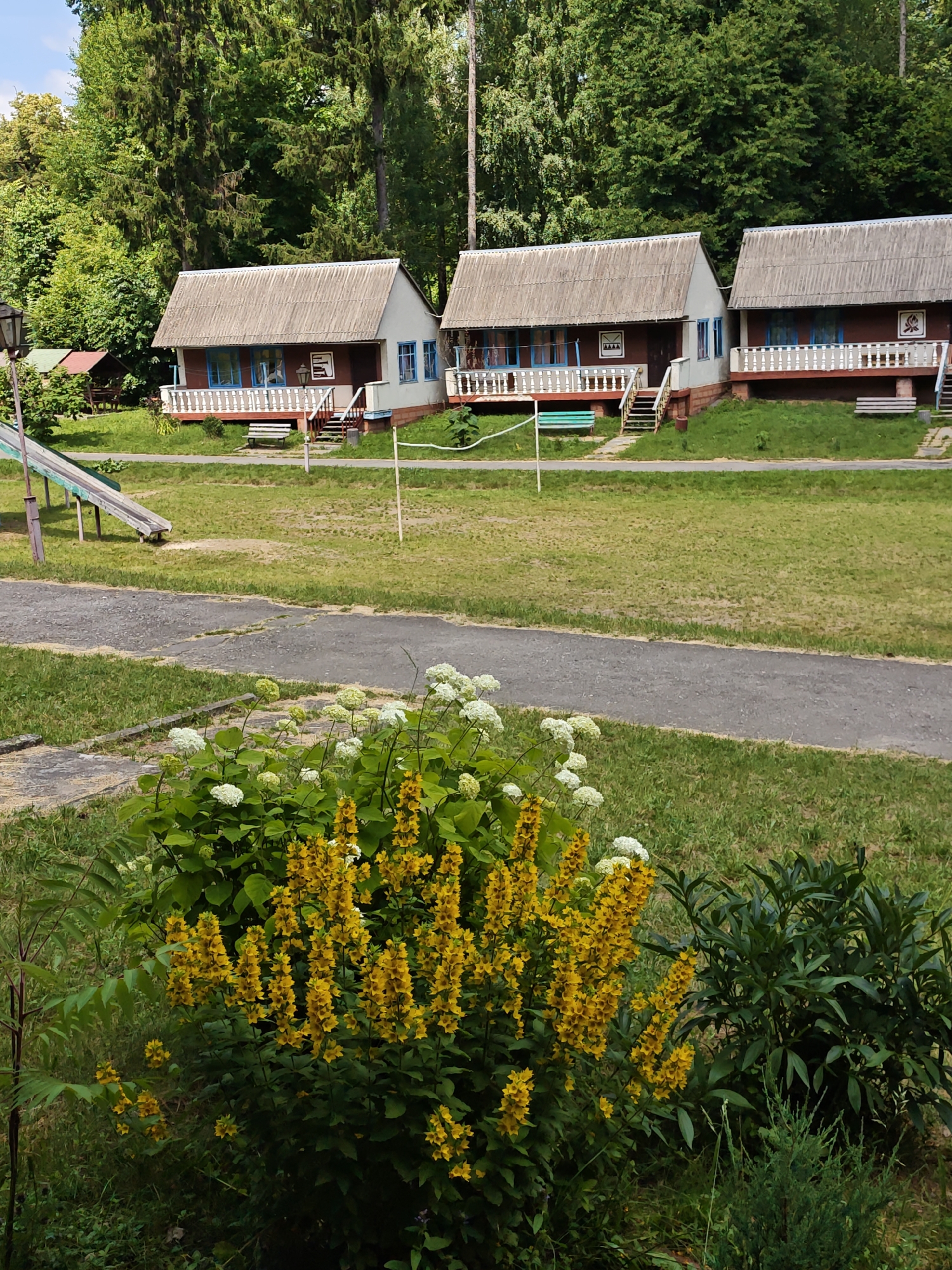 The image depicts a row of three identical small wooden cabins in the city of Sosny, Ukraine. Each cabin has a dark red facade, a white porch with a railing, and a slate roof. Blue-framed windows are visible on each cabin. In front of the cabins, there are wooden benches. To the left, a children's slide is visible. The cabins are situated on a grassy area, with a paved path running across the foreground. In the immediate foreground, there is a bush with bright yellow flowers and some white flowers. The background is dominated by a dense forest. The sky is partly cloudy. The scene appears to be a recreational area or a resort. There are no people visible in the image.