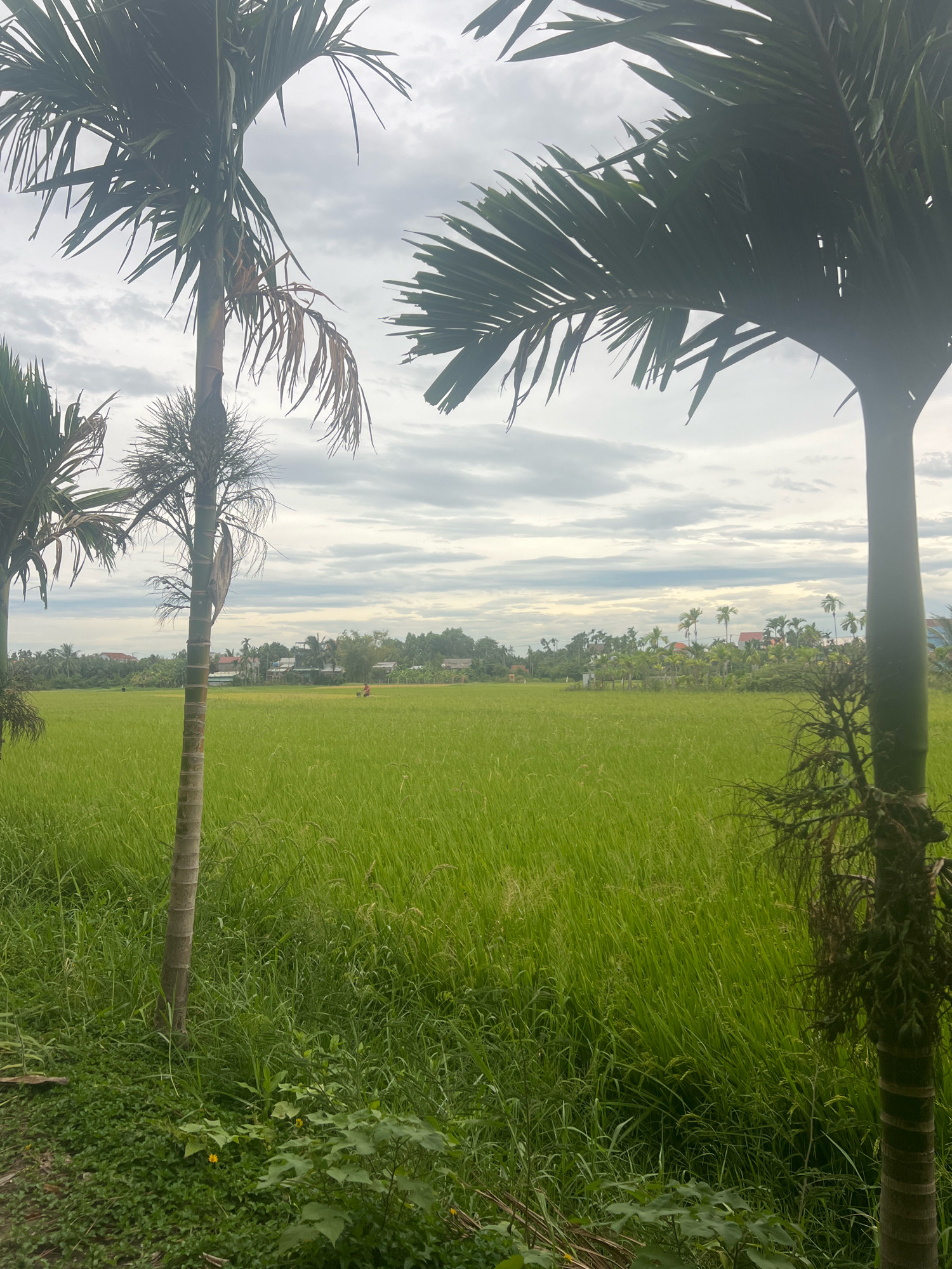 The image depicts a lush green rice paddy field under a cloudy sky. In the foreground, two palm trees frame the scene, with their fronds casting shadows. The field stretches towards a line of trees and houses in the distance, suggesting a rural setting near a village. A small, indistinct figure, possibly a farmer, is visible in the middle ground of the rice paddy, appearing to be working. The overall atmosphere is serene and captures a typical agricultural landscape. This scene is consistent with the rural outskirts of Hoi An, Vietnam, known for its extensive rice cultivation and picturesque countryside.