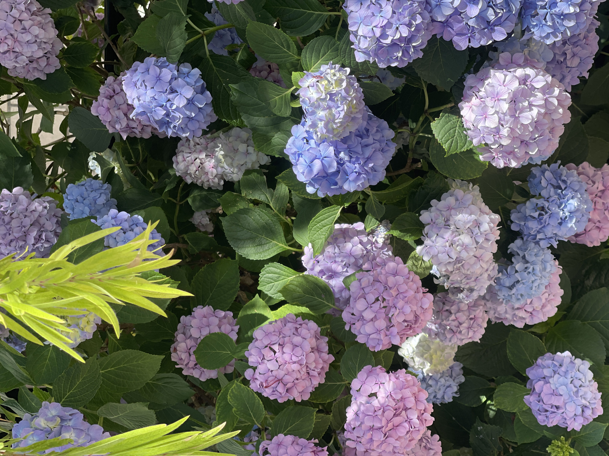 The image displays a vibrant, dense botanical arrangement of Hydrangea macrophylla flowers, contextually located in the city of Budva, Montenegro. The floral clusters exhibit a spectrum of colors, predominantly varying shades of purple, blue, and pink, with several clusters showing a blend or gradient of these hues. White or very light-colored blossoms are also interspersed. The flowers are set against and among their own dark green, broad leaves. In the upper left quadrant and extending slightly towards the center, bright, light-green, elongated, slender leaves from a different plant species, likely a willow, are prominently featured, partially obscuring some of the hydrangeas. The scene is illuminated by strong, direct sunlight, creating distinct shadows on the foliage and within the flower clusters. Minimal, out-of-focus hints of a light-colored, possibly structured background element are discernible through the dense greenery. No people, specific objects beyond the plants, or discernible human actions are present in the frame.