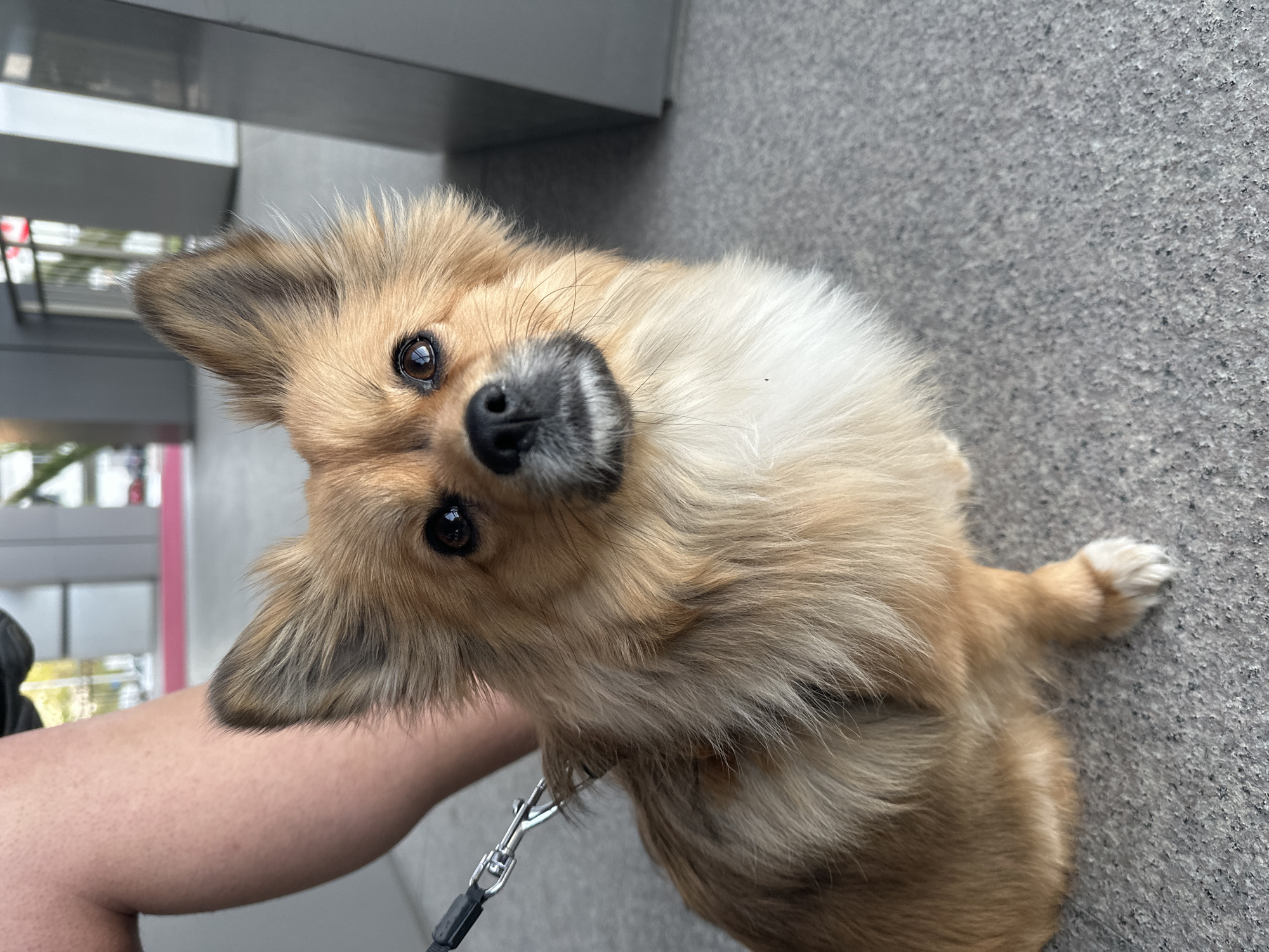 A small, fluffy dog with predominantly light brown fur, prominent darker brown ears, and a white chest is prominently featured, looking directly up at the camera with an attentive and curious expression. The dog's head is tilted slightly to the side, highlighting its dark, reflective eyes and black nose. A black leash with a silver metal clip is attached to the dog's collar, held by a light-skinned human arm visible on the left side of the frame.
The dog is positioned on a textured, grey ground surface, which extends across the lower and right portions of the image. The background consists of modern, grey architectural elements, possibly a building or structure, with subtle reflections suggesting windows or glass. The overall setting appears to be an urban environment, likely outdoors or in a well-lit indoor public space, potentially in Plovdiv, Bulgaria. The bright and even lighting indicates it is daytime. No text is visible in the image.