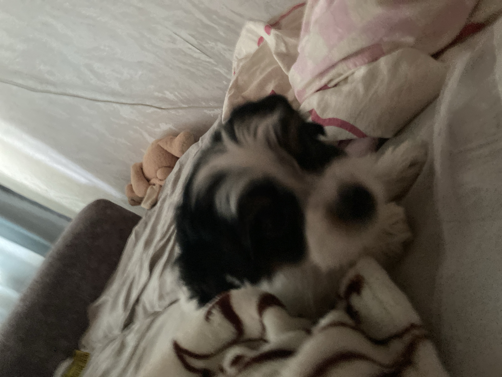The image depicts a close-up of a small dog, likely a puppy, resting on a bed. The dog has patches of black and white fur on its head and body. It appears to be sleeping or resting comfortably amongst various blankets and a stuffed animal. The background is blurry, suggesting a domestic indoor setting. There are no indications of the city of Sochi, Russia, or any other specific location.