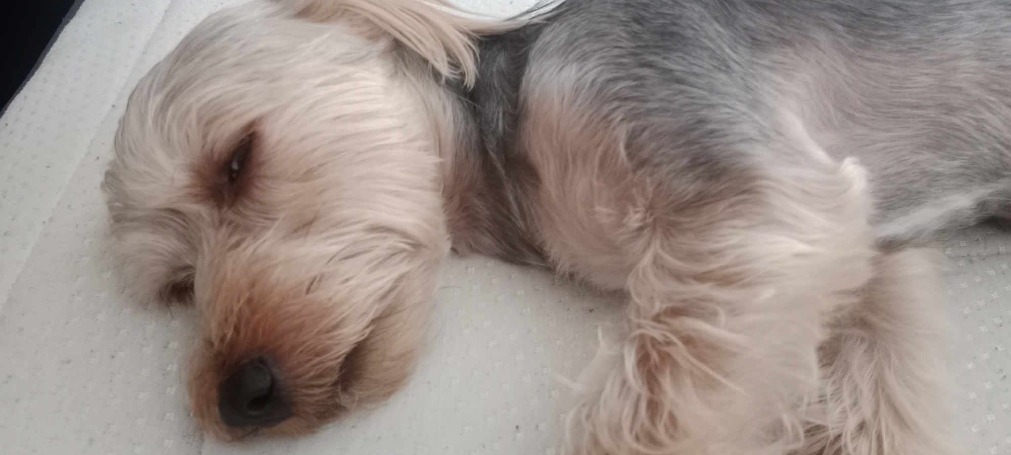 A Yorkshire Terrier dog is sleeping on a white, textured surface. The dog is lying on its side, with its head resting on its paws. Its eyes are closed, and its fur is a mix of tan, grey, and white. The background is out of focus, but appears to be a flat, light-colored surface. The image was taken indoors. There is no information about the location in the city of Galapagar, Spain.