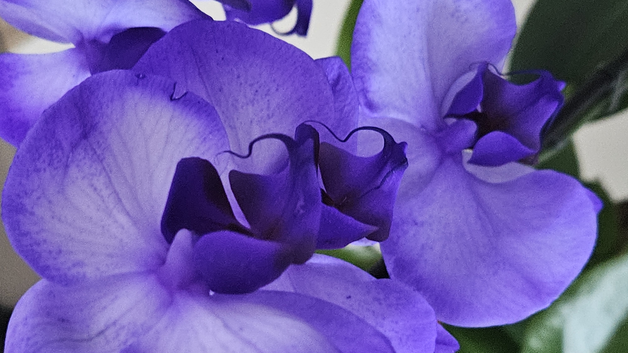 The image is a close-up, vertical, macro photograph of purple orchids. The petals are a vibrant purple with lighter, almost white, centers. The texture of the petals is visible, with delicate veins and a slightly ruffled edge on some. The flowers are in focus, with the background appearing blurred, suggesting a shallow depth of field. There are no people or man-made structures visible in the image. The overall impression is one of natural beauty and delicate detail.
This image is not related to Bratislava, Slovakia.