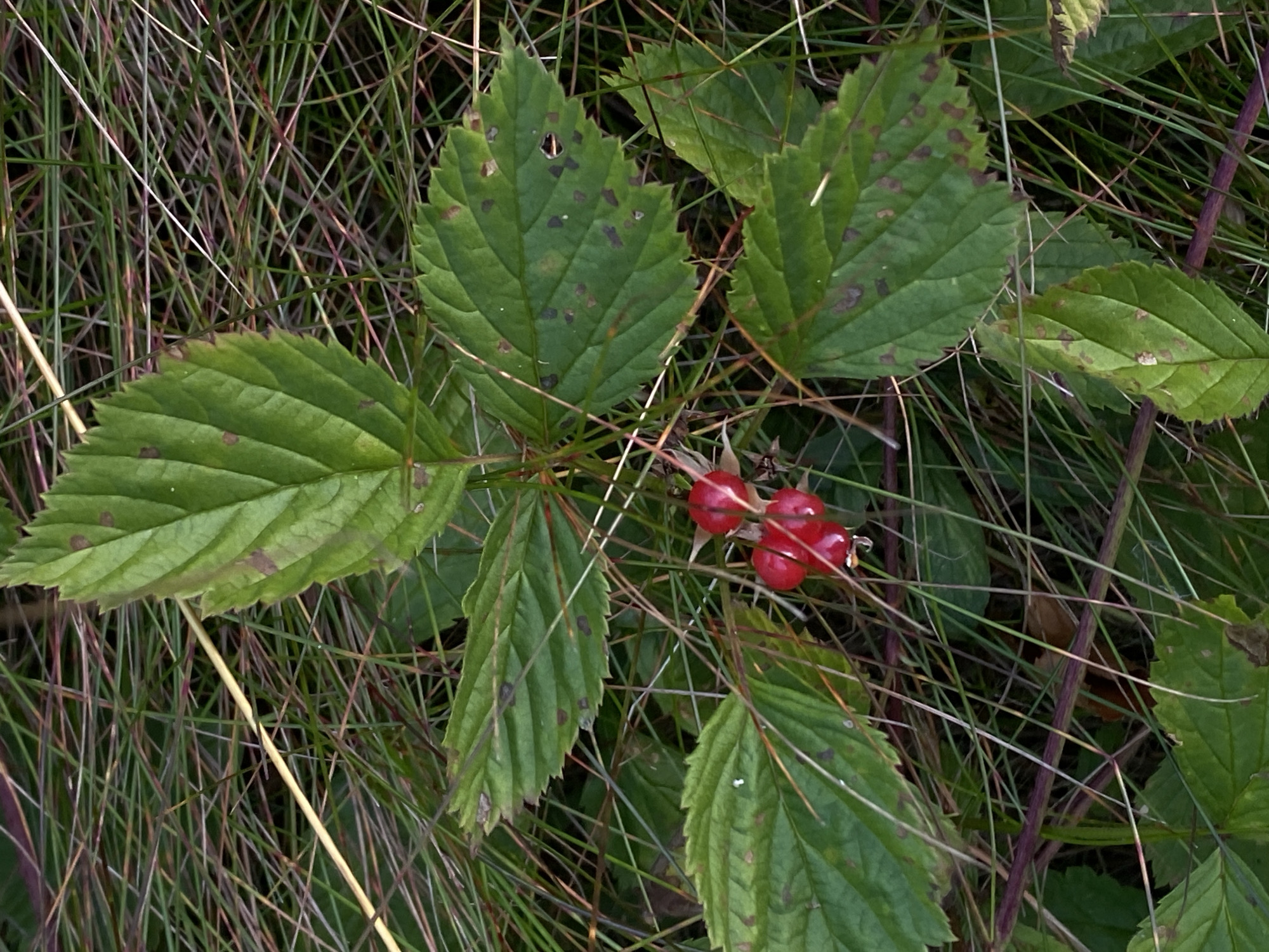 A close-up, eye-level shot shows a cluster of three bright red berries on a plant stem, surrounded by green leaves and tall grass. The berries are smooth and round, with a slight sheen, and appear to be ripe. The leaves are serrated along the edges and have some brown spotting. The grass is a mixture of green and dry, with thin stalks. The background is blurred, with a focus on the plant and its berries. The scene is outdoors, likely in a natural setting. There are no people or animals visible in the image. The lighting is natural, suggesting daylight conditions. The image does not provide any specific information about the city of Baltiiskoe, Russia, or any forensic details related to a crime.
