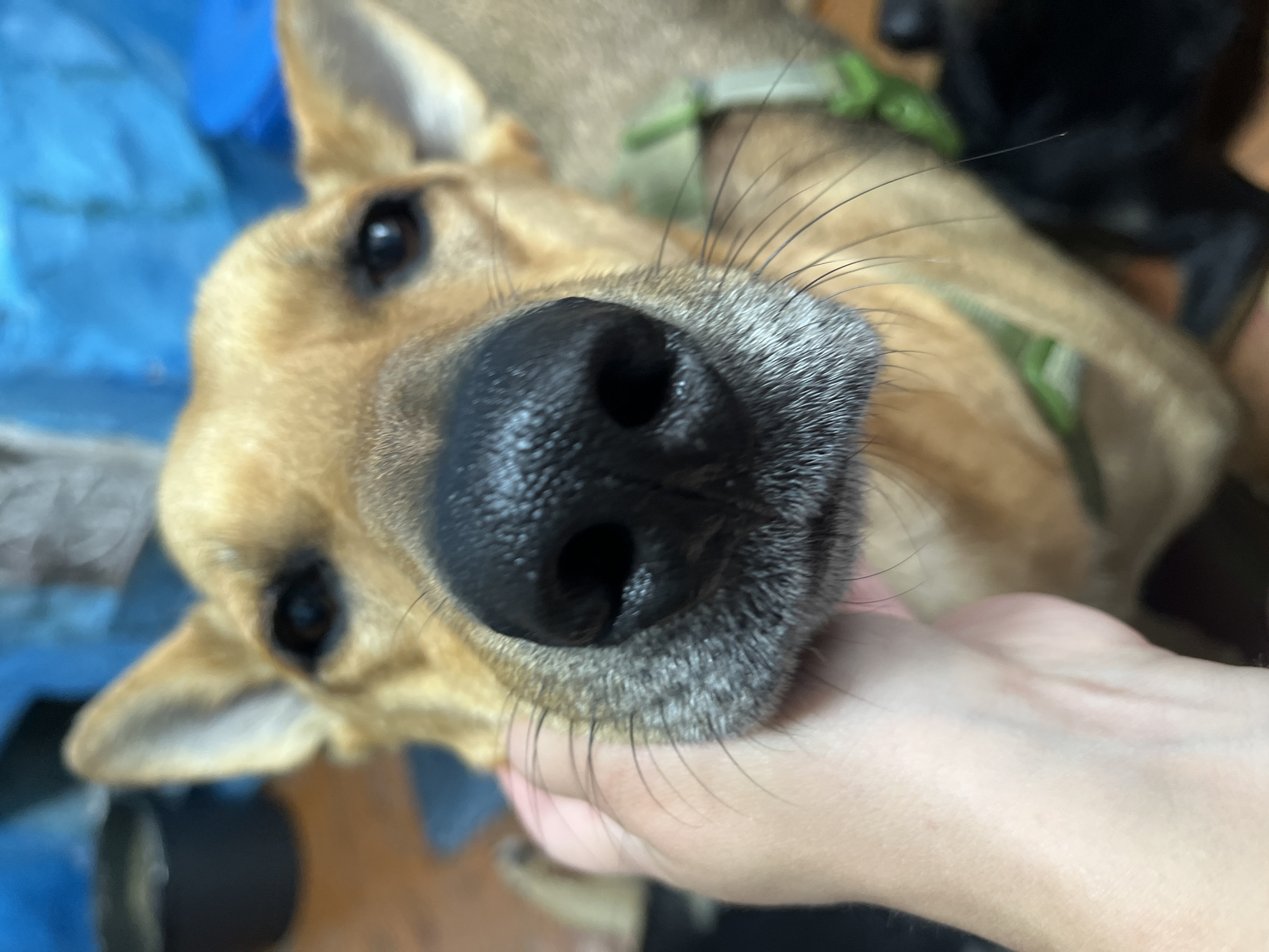 A close-up, waist-up shot shows a light brown dog with large, dark eyes and a black nose. The dog's head is turned towards the camera, and its nose is very close to the lens. A person's hand is visible on the left side of the frame, gently touching the dog's snout. The dog appears to be wearing a green collar. The background is out of focus, showing a blurry blue tarp or fabric. The image was taken indoors. There is no information available regarding the specific location in Nizhny Tagil, Russia.