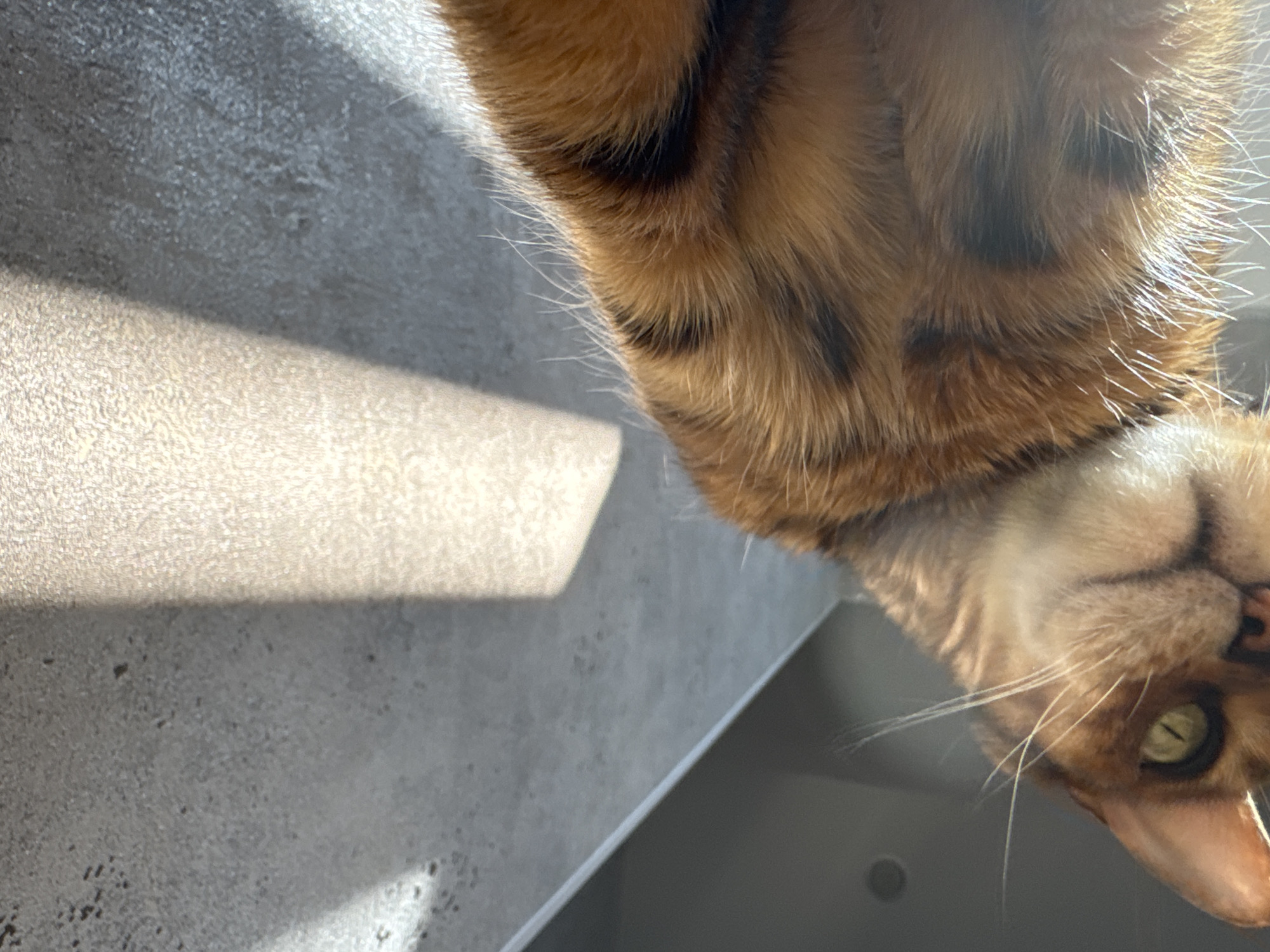An extreme close-up shot captures the head and fur of a Bengal cat lying on its side. The cat's fur is a vibrant orange with distinctive black spots. Its head is angled downwards, revealing one green eye and its nose. Long white whiskers extend from its face. Sunlight streaks across the cat's fur and the textured gray surface it is on, casting shadows and highlighting the fine hairs of its coat. The background is out of focus, with the dominant elements being the cat's fur and the play of light and shadow.