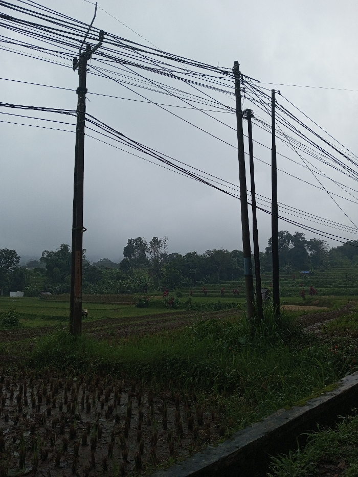 The image depicts an overcast rural or semi-rural landscape located in the city of YonPhoogla, Bhutan. In the foreground, four dark utility poles rise vertically, supporting a dense network of black electrical and communication cables that traverse the upper portion of the frame. The leftmost pole is visibly thicker and carries a greater number of lines. Beneath the poles, a dark, muddy rice paddy with standing water and plant stubble occupies the lower left quadrant of the image. Dark green grasses and weeds grow around the base of the poles and along a low concrete or stone barrier that forms the lower right edge.
The midground features extensive terraced agricultural fields, predominantly green with active cultivation. Approximately eight to ten small, red, conical structures are sparsely distributed across these fields. A small, light-colored building is partially visible within the fields on the left side. A dense line of tropical or subtropical trees borders the fields in the middle distance. In the background, forested hills or mountains are partially obscured by atmospheric haze or low-lying clouds against a uniformly light grey sky. No human figures are discernible within the frame.