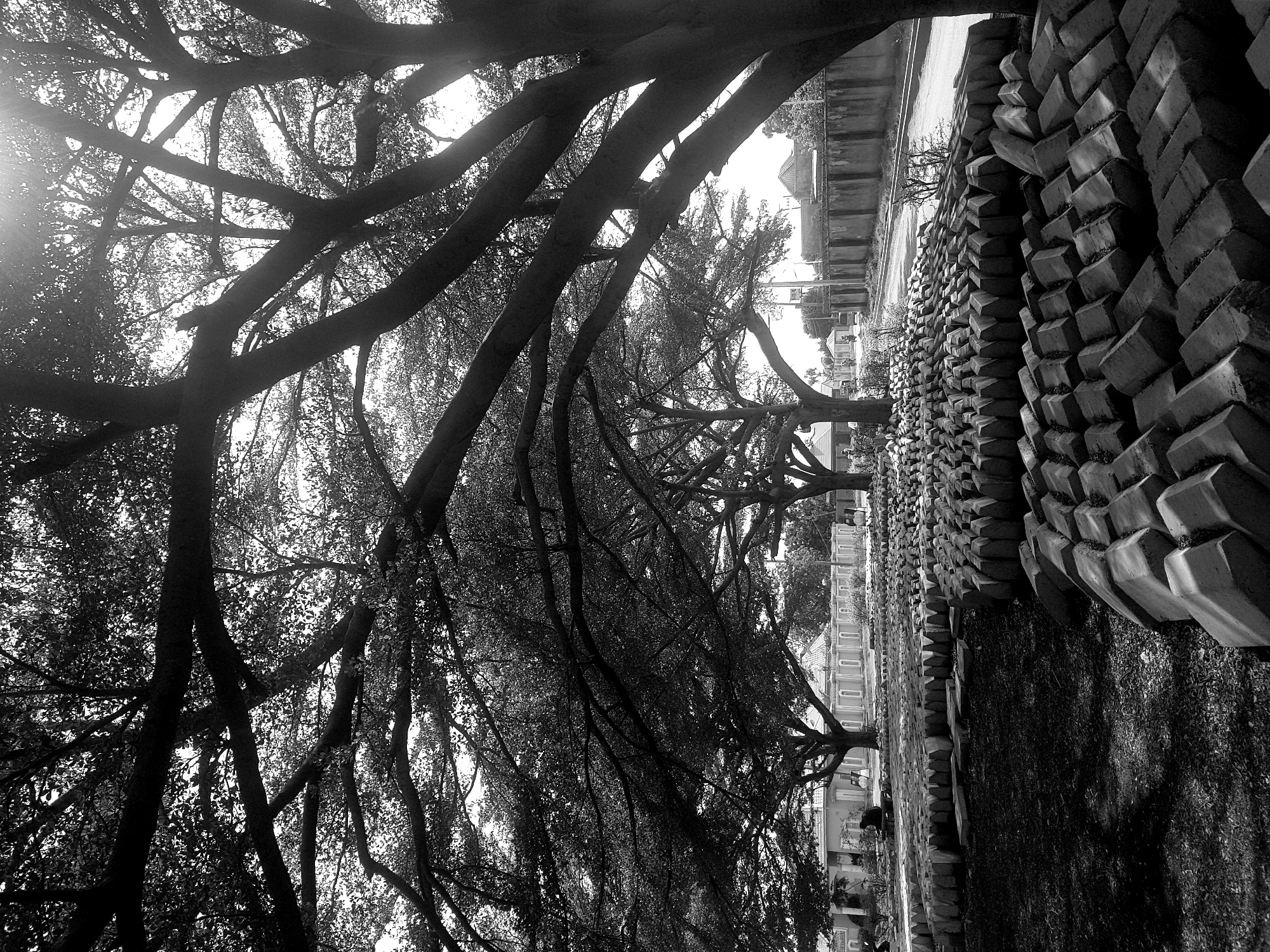 A black and white image shows a street in Bauchi, Nigeria. The perspective is angled, with trees and foliage dominating the view above, and a brick or stone barrier/wall running along the right side. The trees have thick branches that are bare or have few leaves. Light filters through the branches. Buildings can be seen in the background beyond the trees. The setting appears to be urban and possibly residential.