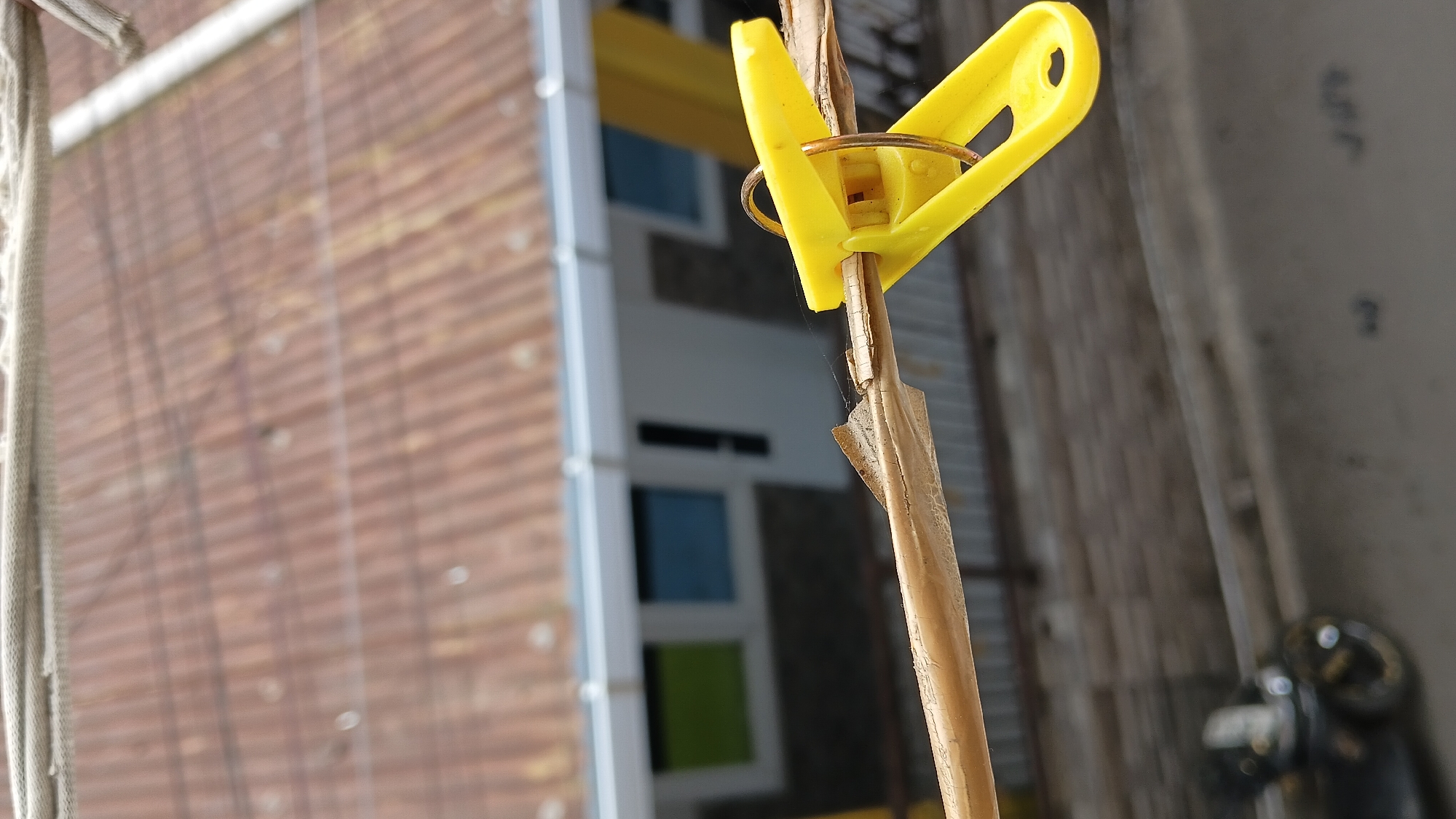 A close-up, eye-level outdoor shot focuses on a wooden stick held by a yellow clothespin. The stick is cracked and appears dry, with peeling bark. Fine, gossamer-like strands, possibly spiderwebs, are visible on the stick and clothespin. In the blurred background, a corrugated metal roof with a rusty patina is prominent. Below the roofline, a building with white walls and two rectangular windows, one green and one blue, is partially visible. A clothesline runs horizontally across the top of the frame. The scene is set in a residential area, likely a backyard or balcony, typical of neighborhoods in Bandung City, Indonesia, where clotheslines are commonly used for drying laundry. The overall impression is one of everyday domestic life and outdoor elements.