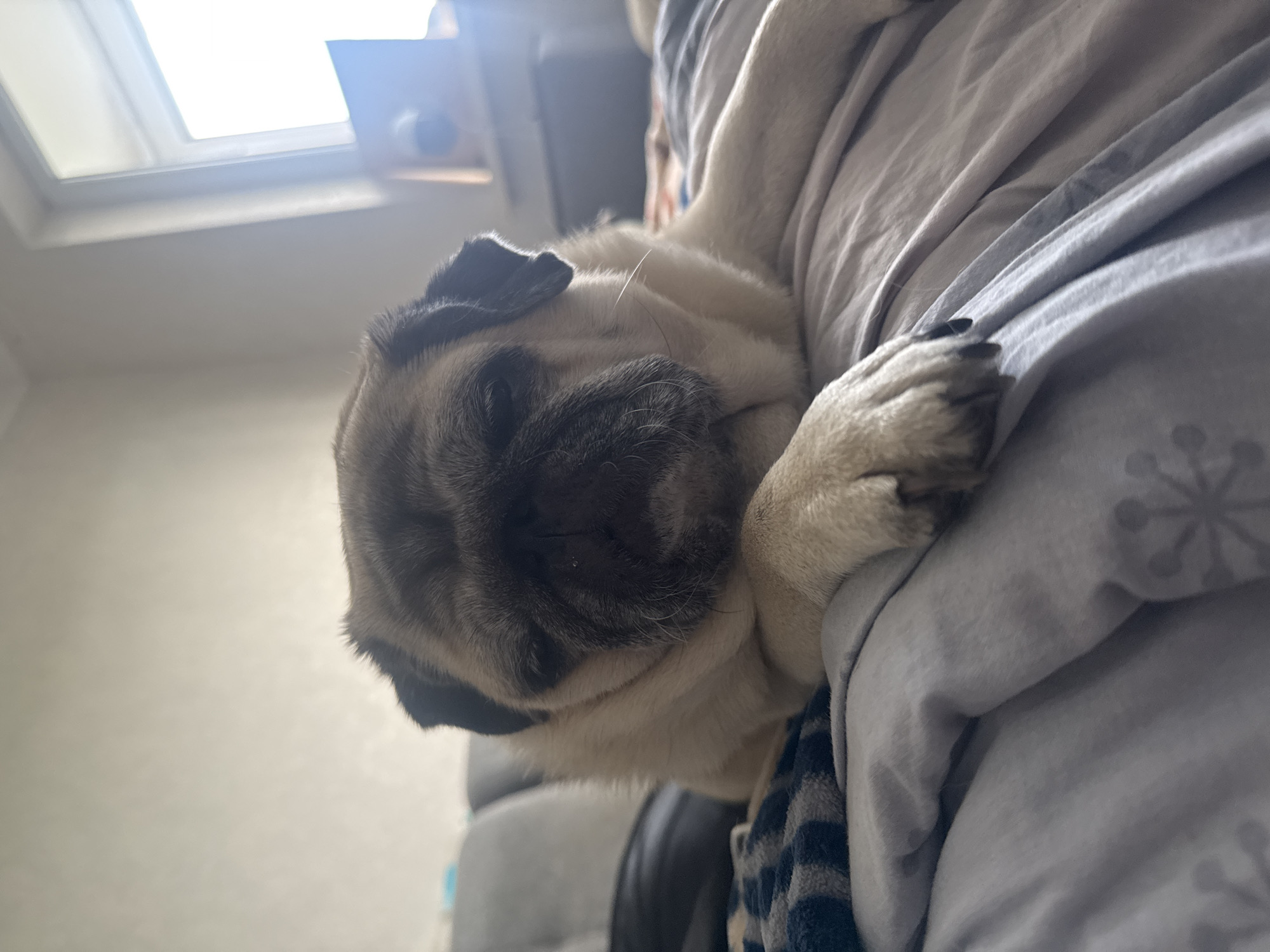A pug dog is lying down on a bed. The dog is facing forward with its eyes closed. It is a fawn-colored pug with black markings around its eyes and snout. The dog is lying on a gray comforter with a blue and black striped blanket partially visible. In the background, there is a window with bright light coming through, and a shelf with some items on it. The room appears to be a bedroom.