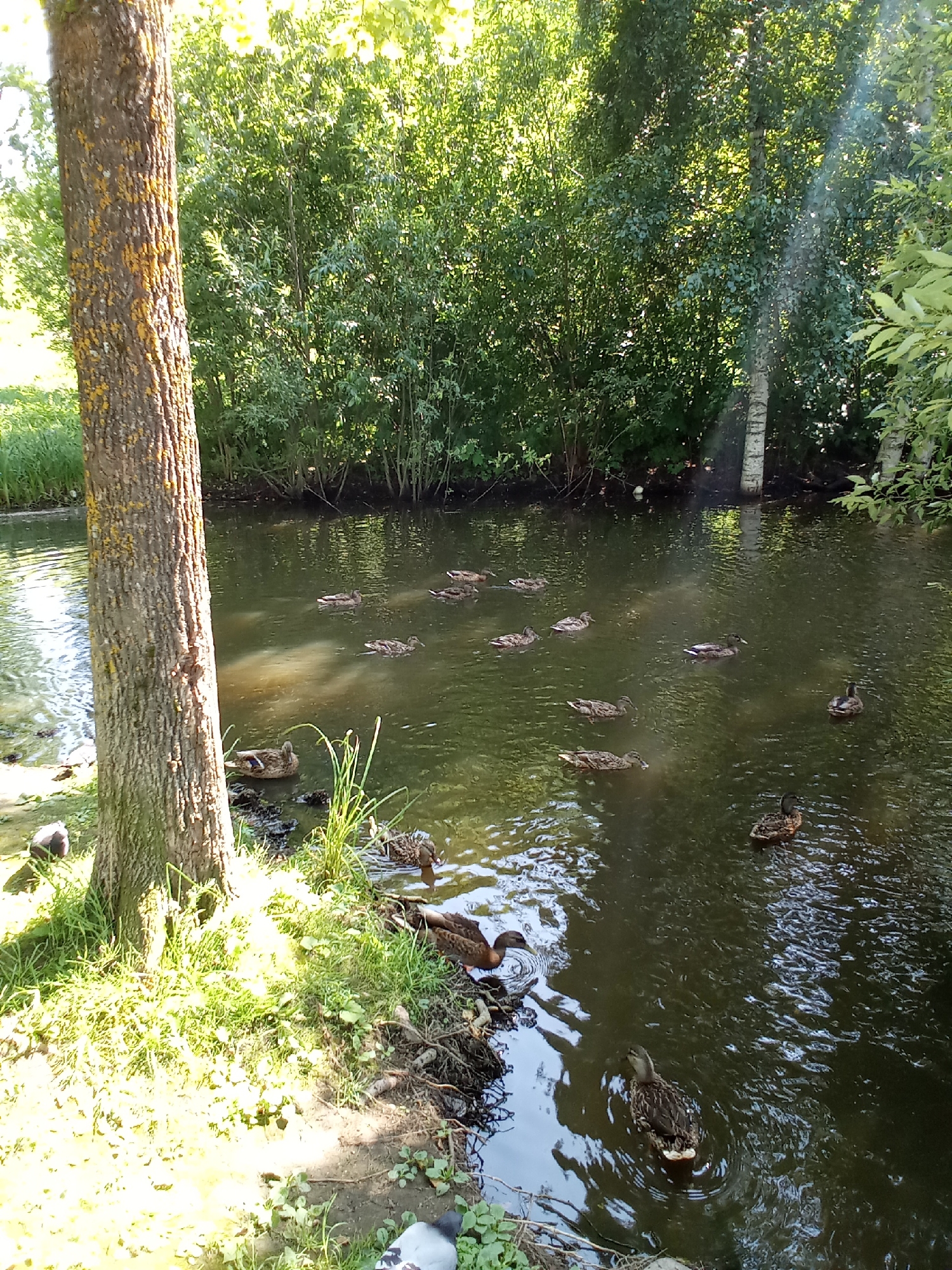 The image shows a natural scene in Belozersk, Russia. A group of mallard ducks are swimming in a dark, calm body of water, likely a canal or a slow-moving river. The water is surrounded by lush green foliage and trees. In the foreground, a large tree trunk stands to the left, with textured bark, and a patch of sunlight illuminates the grassy bank. The sun's rays are visible filtering through the trees, creating a light haze in the air. The overall atmosphere is tranquil and serene, characteristic of a natural park or waterfront area in Belozersk.