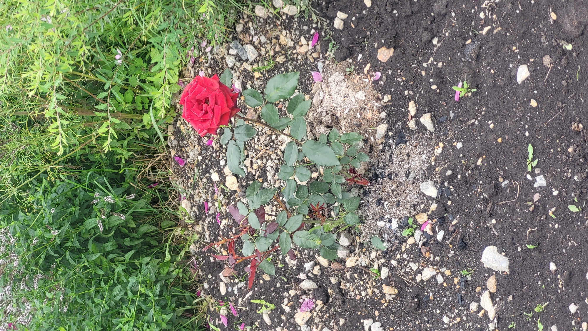 The image shows a single red rose in a garden bed. The rose is in full bloom and is the main subject of the image. The rose bush has green leaves and red stems. The garden bed is covered with dark soil, small white and grey rocks, and some fallen rose petals. In the background, there are lush green plants and some smaller white flowers. The overall scene is outdoors.