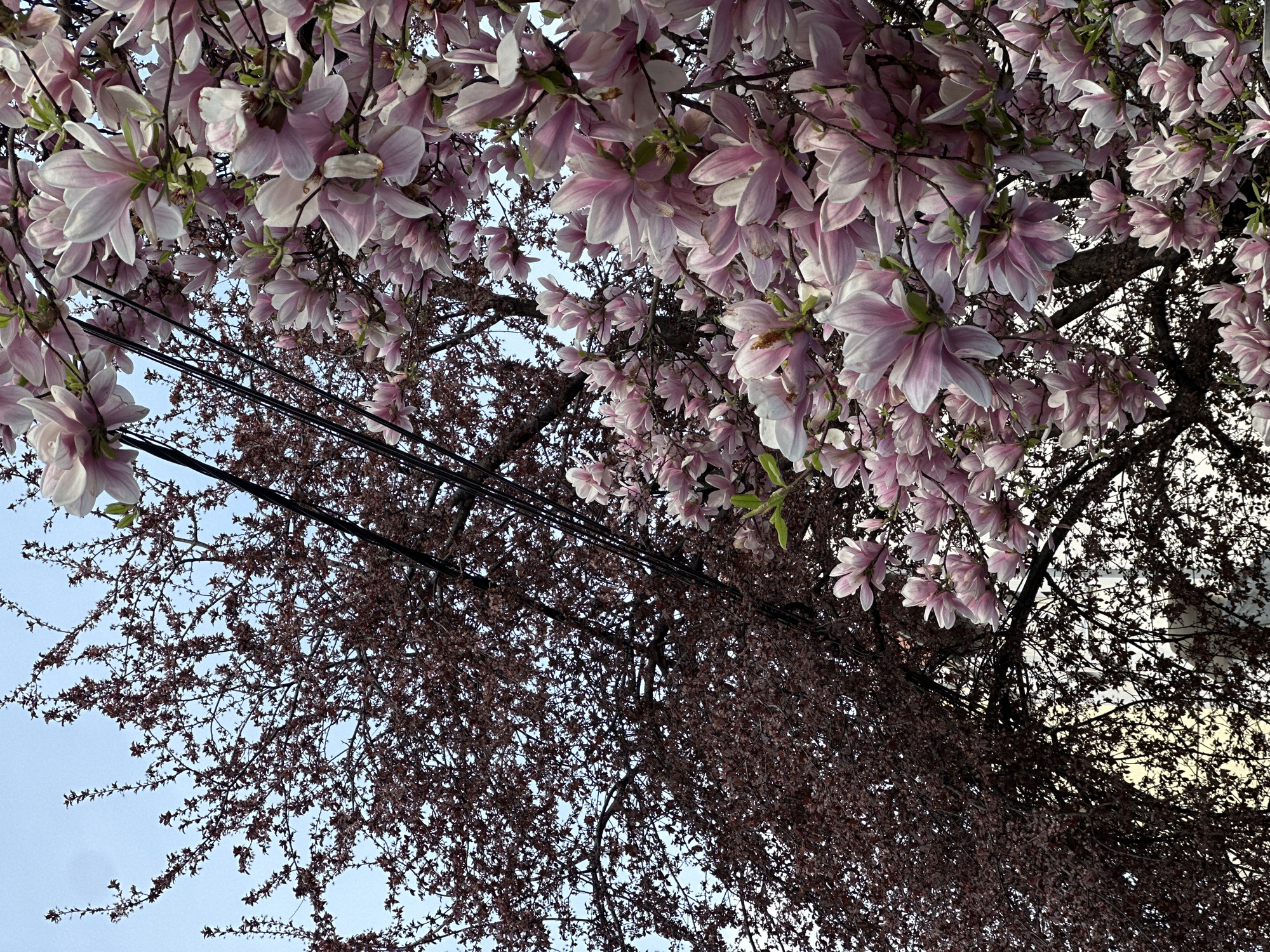 This image depicts an outdoor urban scene in Belgrade, Serbia, during daylight hours, likely in spring. The primary subject is a magnolia tree, occupying the right and central portions of the frame, profusely covered with numerous large, pale pink and white blossoms. Some green leaves are visible among the flowers. To the left and slightly behind the magnolia, a second deciduous tree is present, characterized by its dark reddish-brown nascent leaves or buds and intricate branching pattern against the sky. Several dark utility lines traverse horizontally and diagonally across the image, interlaced with the branches of both trees. The sky is clear and light blue. In the lower-left background, through the branches of the darker tree, a light-colored building is partially visible. No human subjects are present.