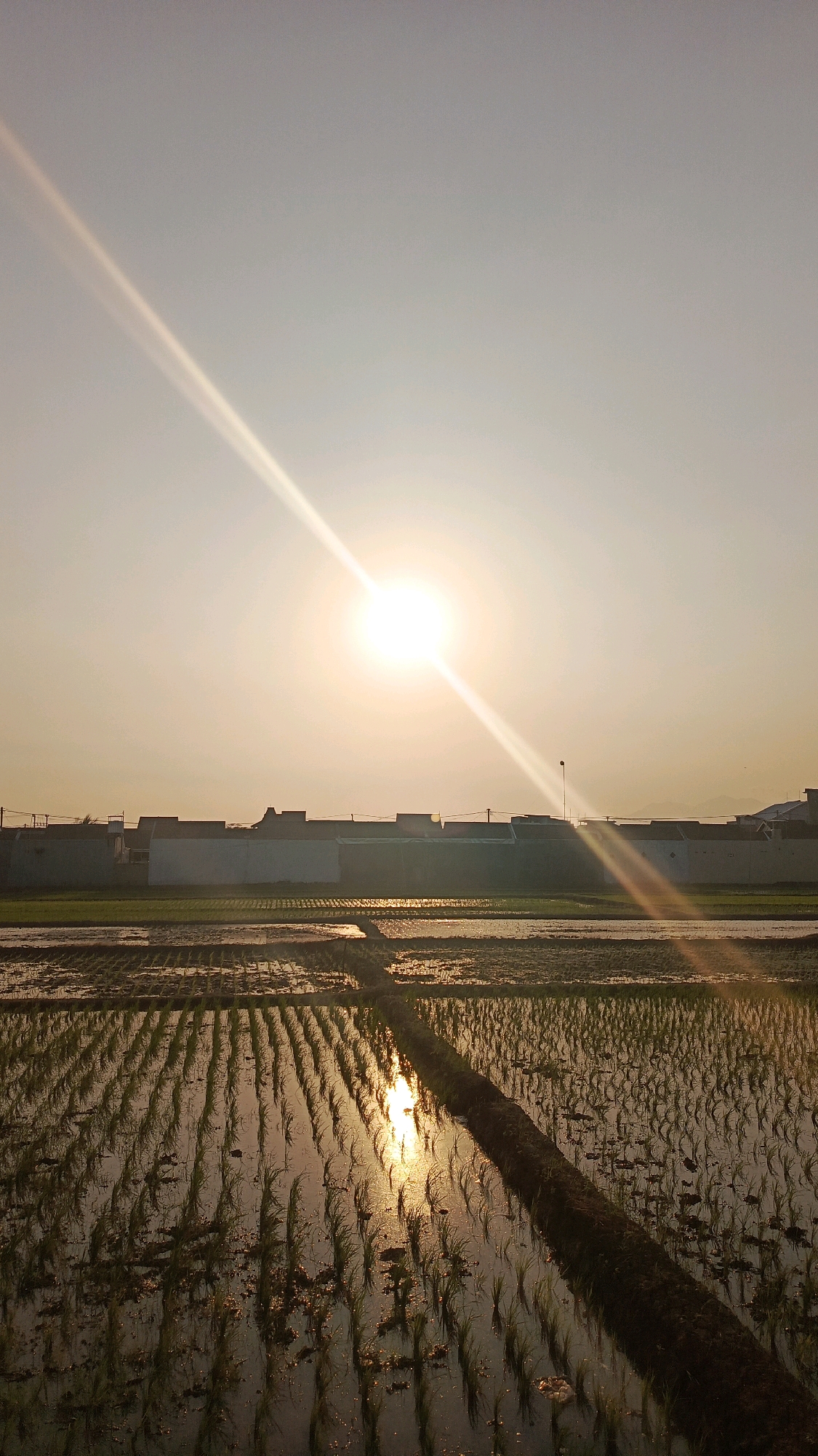 An image taken from a low angle shows a rice paddy field at sunset in Babadan, Indonesia. The sky is a pale orange, with the sun visible as a bright white orb in the upper center of the frame. A strong sunbeam extends diagonally from the sun towards the upper left corner of the image. In the mid-ground, a row of buildings with flat roofs and a light-colored facade lines the horizon. The foreground consists of a flooded rice paddy field with rows of young green rice plants clearly visible, their reflections shimmering in the water. A narrow, dark soil path divides sections of the paddy. No people or animals are present in the scene.