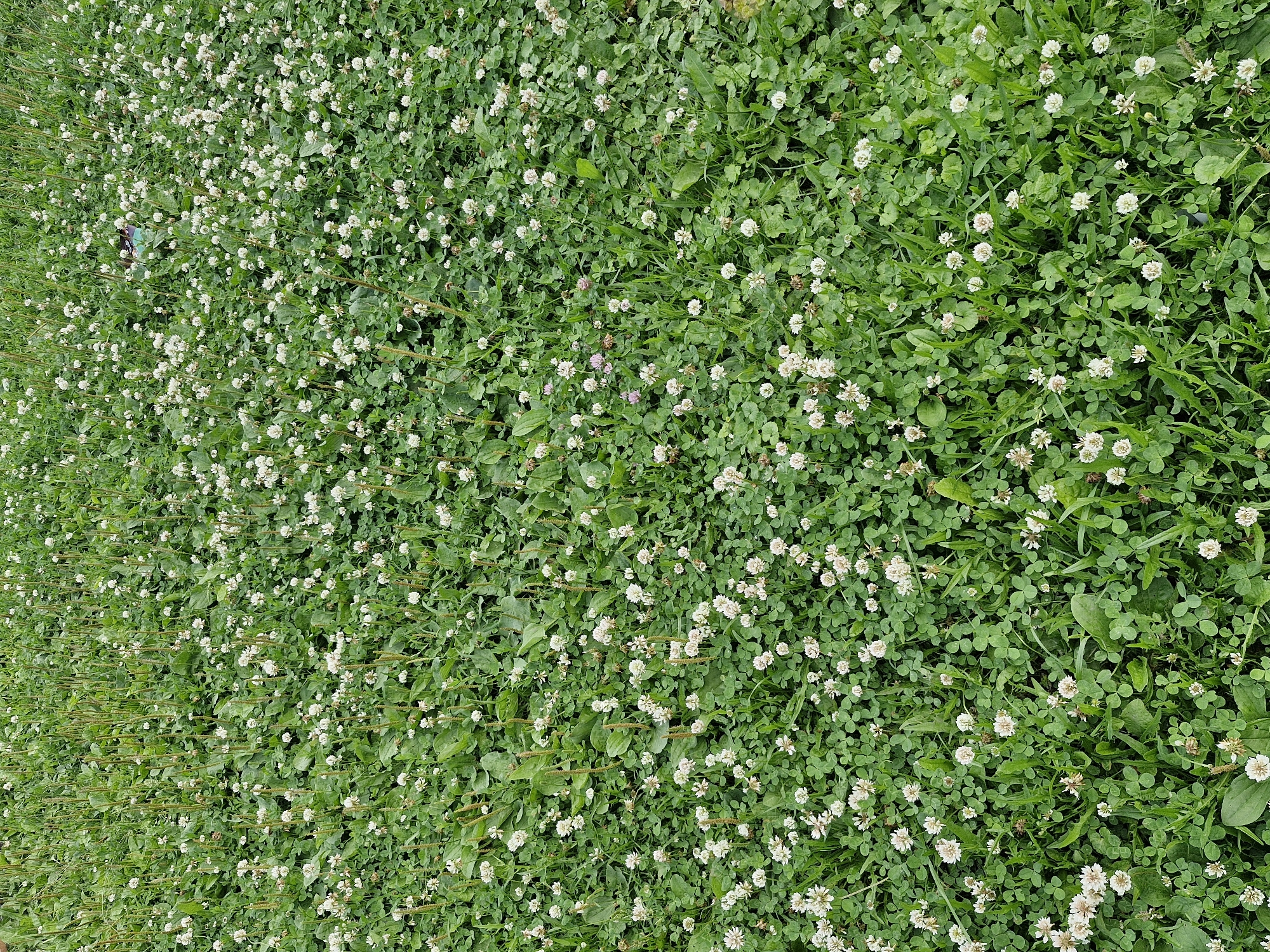 The image shows a close-up view of a dense field of white clover and other green vegetation, interspersed with tall, thin stalks of some other plant. Numerous small white clover flowers are visible throughout the scene. The location is identified as Ерино, Russia. There are no people or specific objects identifiable in the image other than the plants and flowers. The environment is a natural outdoor setting.