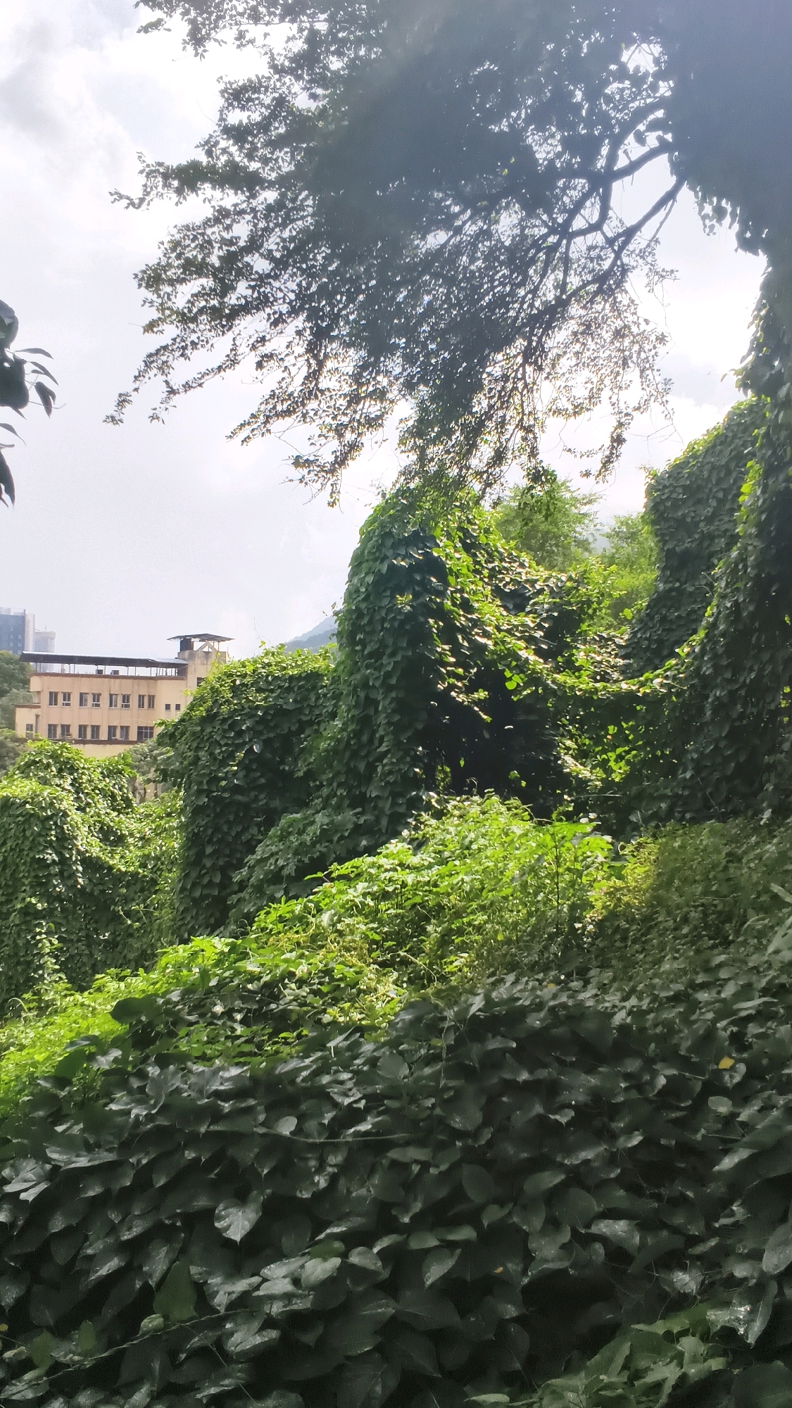 The image shows a dense overgrowth of vines and foliage covering a hillside in Thane, India. In the background, a light-colored building with multiple floors and windows is visible, partially obscured by the greenery. The sky above is overcast with sunlight filtering through tree branches. The scene appears to be a natural area where vegetation has taken over, creating a lush and wild landscape.