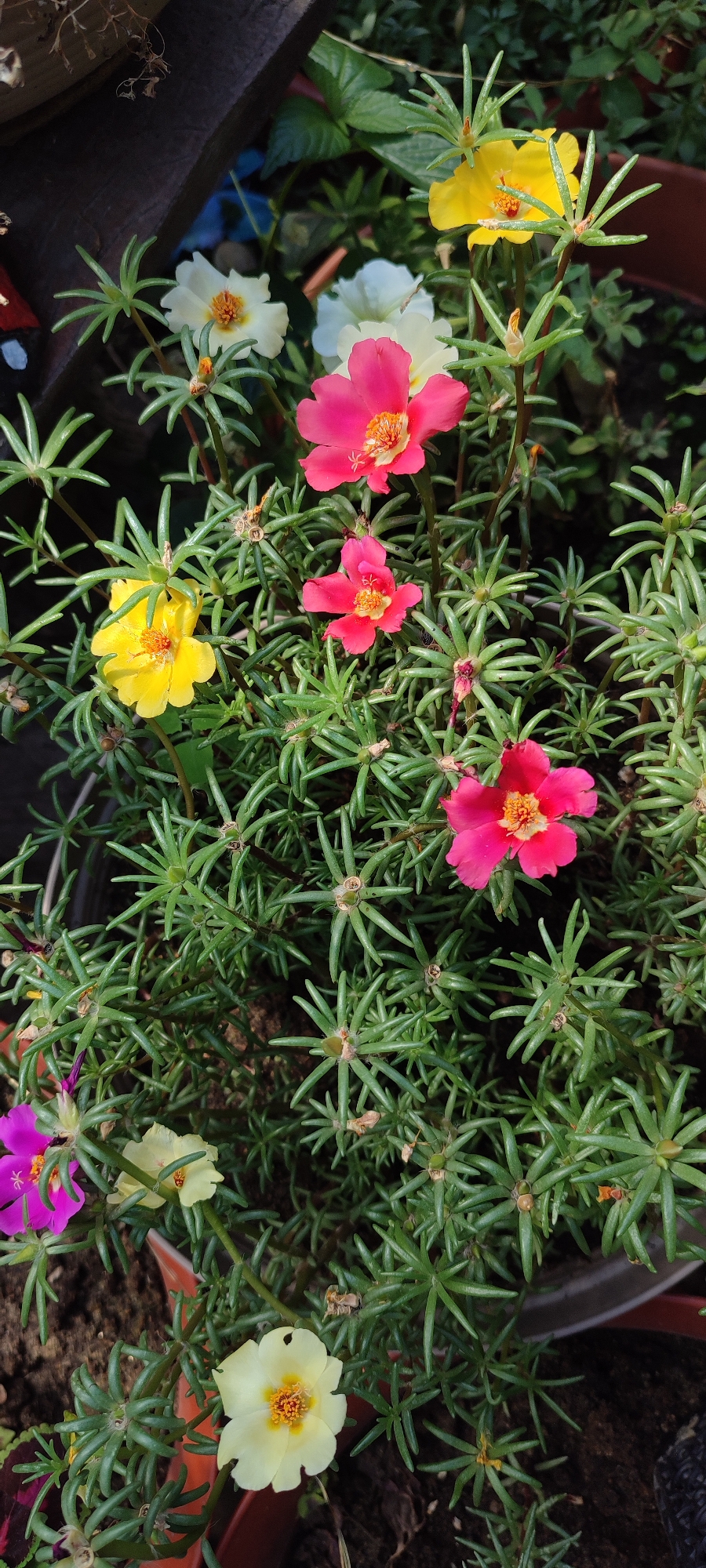 A close-up, top-down view captures a vibrant display of portulaca flowers in bloom. The foreground is dominated by dense, succulent green foliage, interspersed with colorful flowers. The flowers themselves vary in color, including bright pink, yellow, white, and a single purple blossom. Each flower features delicate petals and a textured, orange-yellow center. The background consists of dark soil and blurred green leaves, suggesting an outdoor garden setting. The lighting suggests it is daytime, with sunlight illuminating the flowers and foliage. There are no people or animals visible in the image. The scene is static and focuses solely on the botanical subjects. The specific location within a city is unknown.
