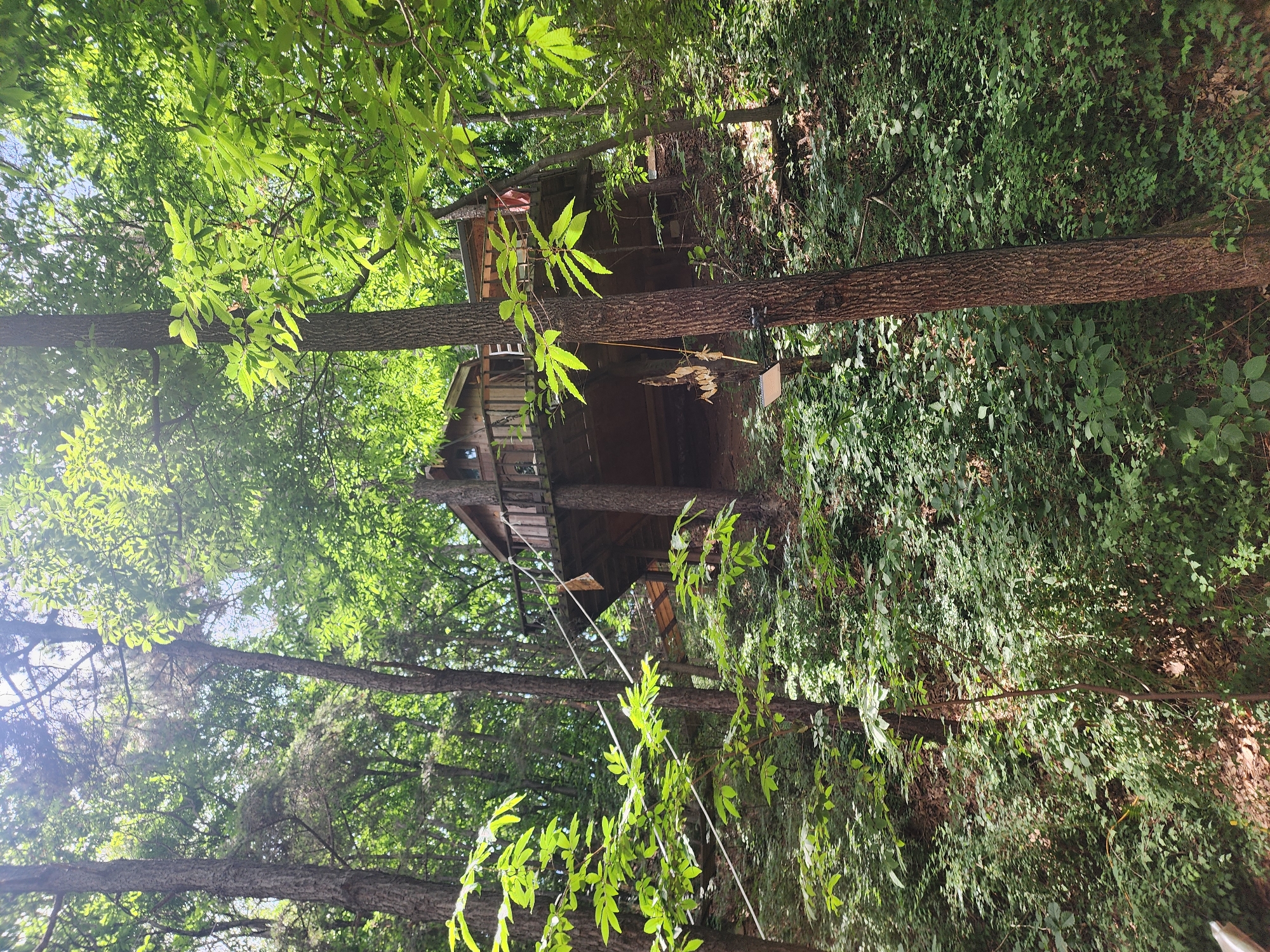 The image shows a rustic wooden treehouse nestled within a dense forest setting. The treehouse is elevated on stilts and features a wooden deck with railings. A rope bridge or walkway leads to the treehouse from the left side of the frame, and another rope appears to be attached to the treehouse and extends downwards. The surrounding environment is characterized by lush green foliage, with numerous trees and undergrowth dominating the scene. Sunlight filters through the leaves, creating dappled light and shadow effects on the forest floor and the treehouse. The overall impression is one of a secluded and natural retreat. The location is identified as Pyeongtaek-si, South Korea.