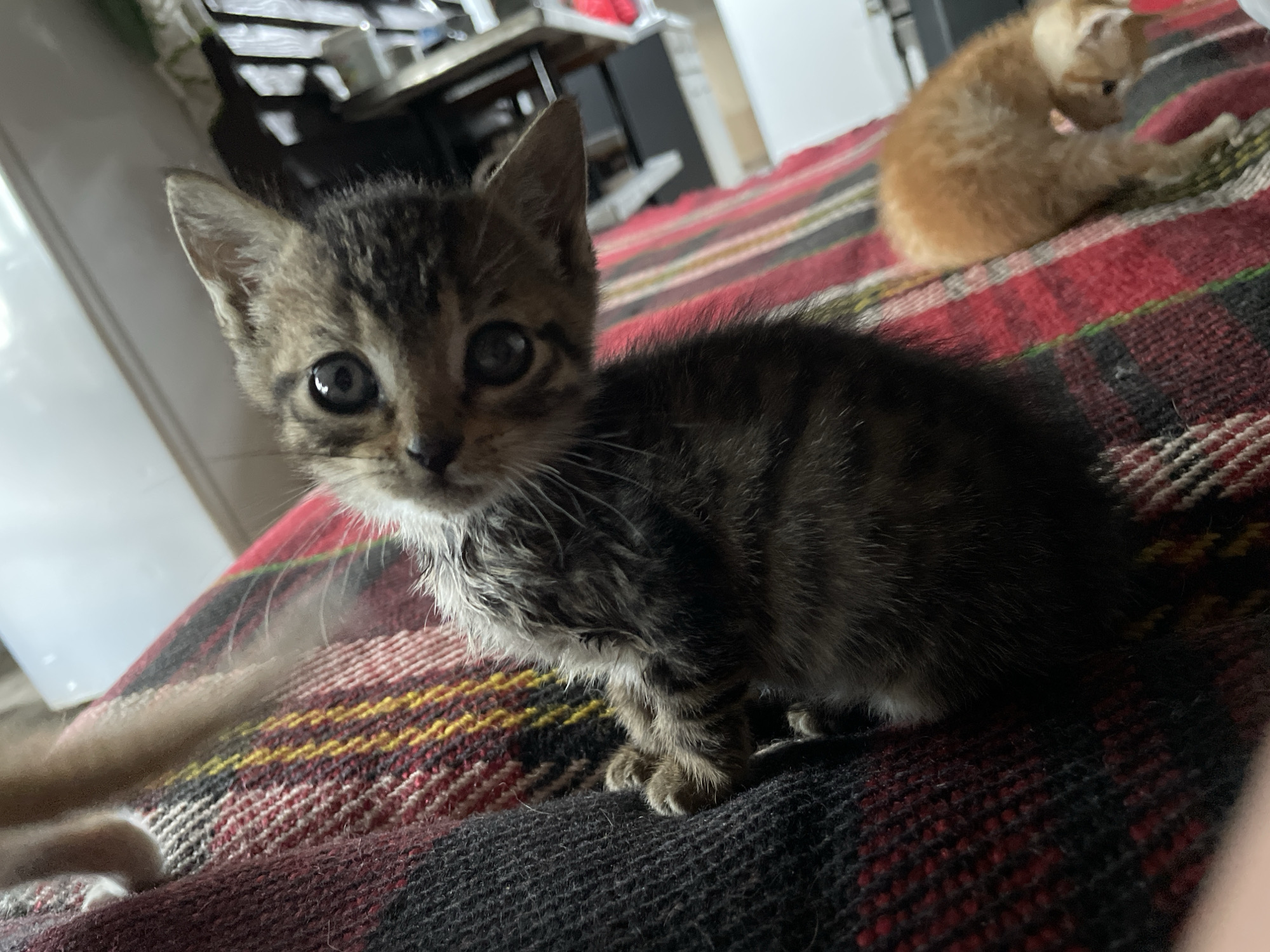 A close-up shows a tabby kitten sitting on a red, black, and yellow plaid blanket. Another orange kitten is visible out of focus in the background. The location is not discernible from the image.