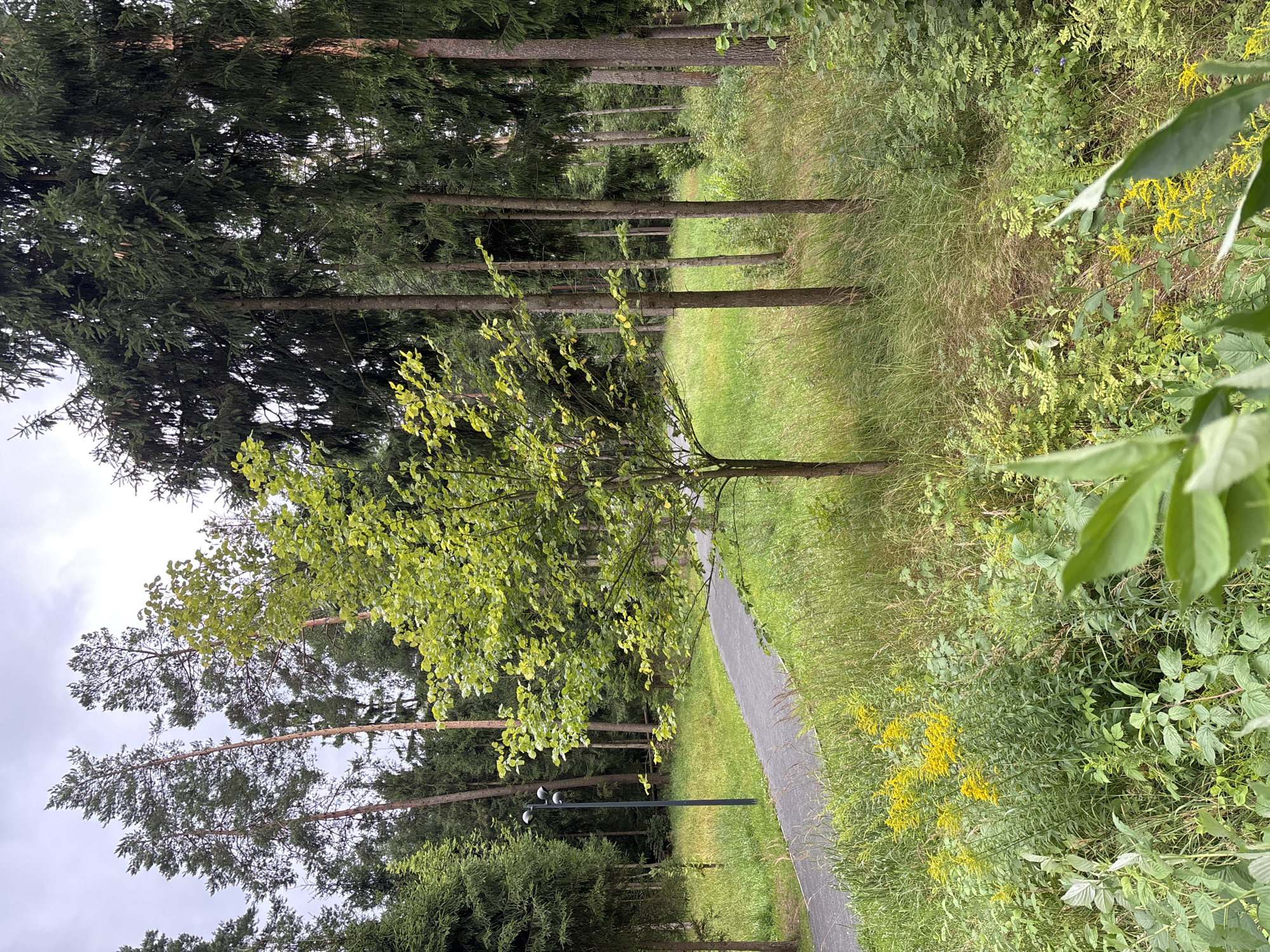 The image depicts a natural park-like setting with a paved pathway winding through tall evergreen trees and a scattering of deciduous trees. The pathway is bordered by lush green grass and wild yellow flowers. A lamppost with three lights is visible on the left side of the pathway. The sky is overcast with gray clouds. The scene appears to be in a public outdoor space.