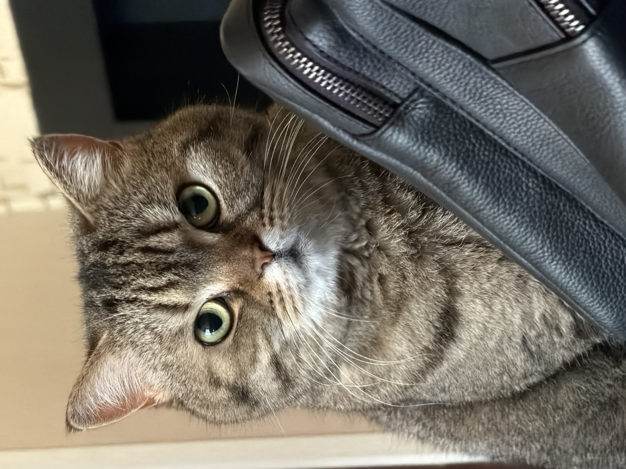 A close-up, slightly angled shot features a tabby cat peering out from under a black leather object, possibly a chair or bag. The cat's head is tilted, and its green eyes are wide open, suggesting alertness or curiosity. The cat's fur is a mix of gray and brown stripes. Part of a black leather object with a visible zipper is in the upper right corner of the frame. The background is a light, neutral color. There is no information to indicate that this image was taken in Sofia, Bulgaria.