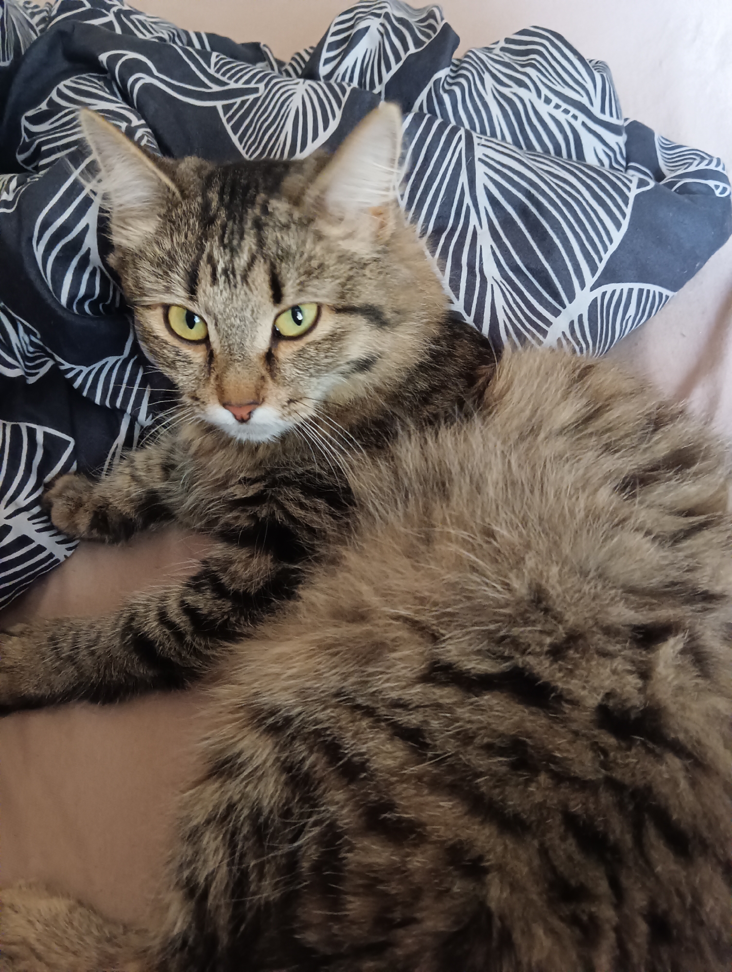 A close-up, top-down shot captures a brown tabby cat with bright green eyes resting comfortably on a surface partially covered by a dark gray blanket adorned with a white, leaf-like pattern. The cat is positioned diagonally across the frame, with its head and front paws visible in the upper left quadrant. Its fur is a mix of brown and black stripes, with a fluffy texture, especially around its chest and belly. The cat's gaze is directed towards the viewer with a curious and slightly cautious expression. The background consists of a light pink surface, likely a bed or couch, contrasting with the dark blanket. The lighting appears to be natural, suggesting daytime, and there are no visible external environmental cues. The image is taken indoors, in a domestic setting, with no discernible text.