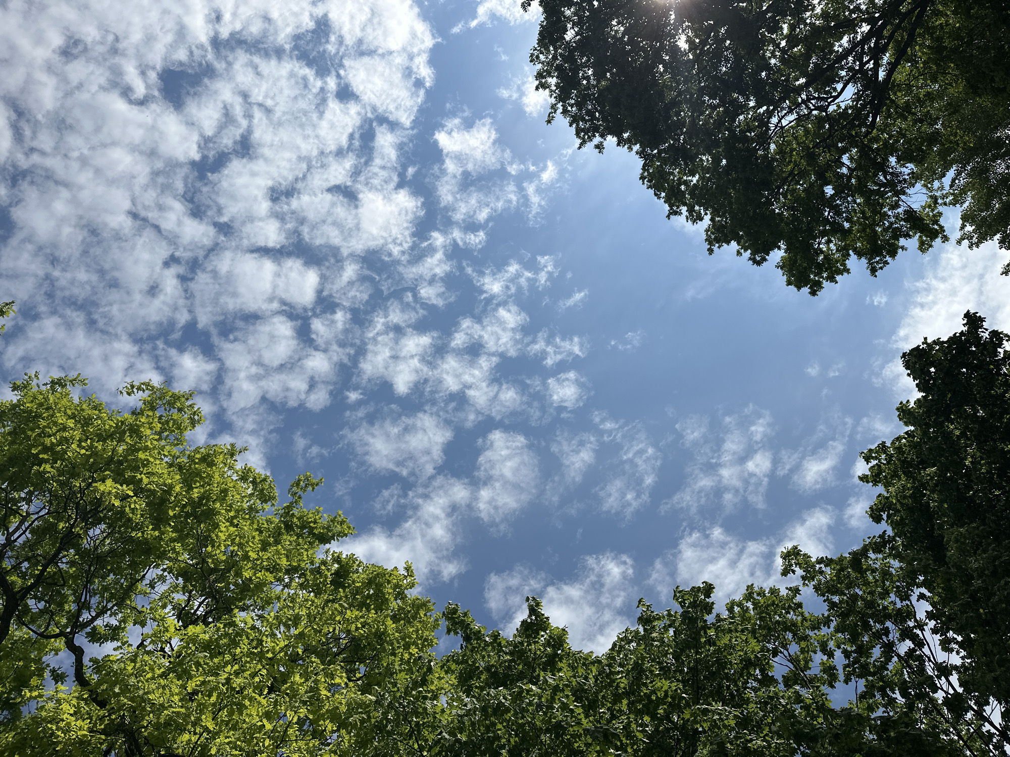 The image is an upward view, capturing a blue sky scattered with numerous small, white cumulus clouds. The perimeter of the image is framed by green treetops, partially obscuring the sky. The trees on the bottom left have brighter green leaves, suggesting new growth or a different species. The top right corner features denser, darker foliage, with the sun shining through. The location is Nizhny Novgorod, Russia.