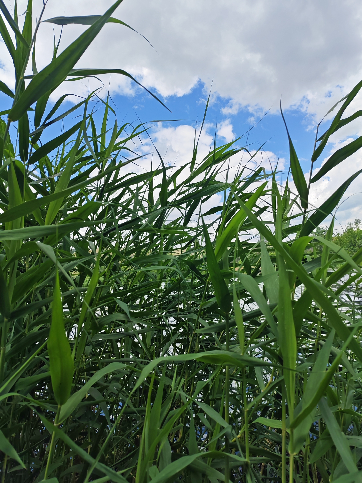 The image is a close-up, low-angle shot of tall, green reeds growing densely along the edge of a body of water. The reeds dominate the foreground, with their long, slender leaves creating a lush, verdant curtain. Above the reeds, a bright blue sky with scattered white clouds is visible. The water, appearing as a dark surface reflecting the sky and greenery, is glimpsed through gaps in the reeds. The overall impression is one of a natural, overgrown waterfront environment. The image does not depict any people, specific buildings, or identifiable landmarks within Krutinskii, Russia, beyond the general setting of a reed-lined body of water.