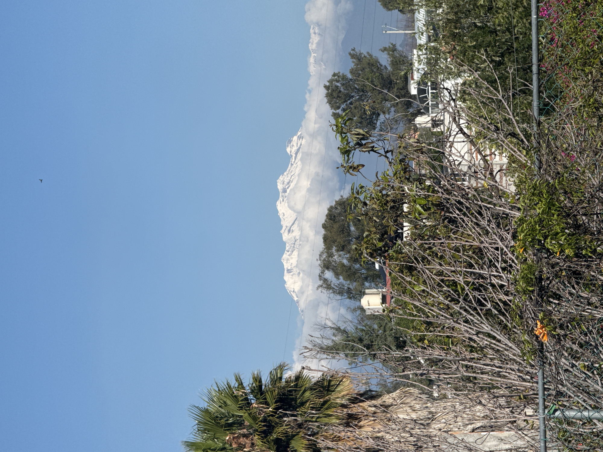 A daytime shot of a mountainous landscape in what appears to be San Bernardino Tlaxcalancingo, Mexico, is taken from a slightly elevated position, possibly a residential area. The sky is clear and blue. A snowy mountain range is visible in the distance, partially obscured by clouds. The foreground features dense foliage, including trees and bushes, a chain-link fence, and palm trees. A structure, perhaps a building, can be seen partially obscured by foliage. There is a bird flying in the sky.