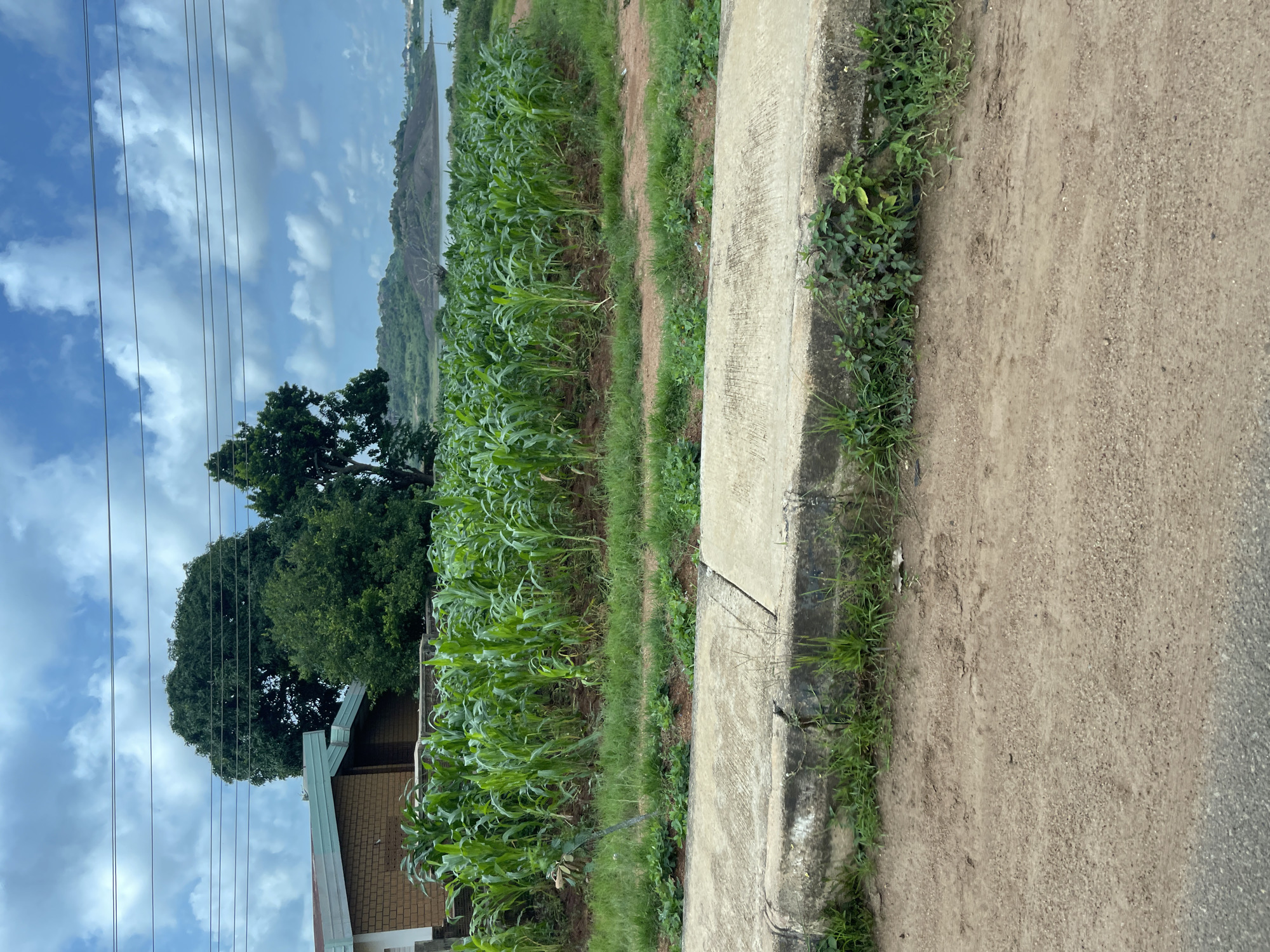 This is a full, eye-level, outdoor shot of a cornfield adjacent to a building in the city of Jos, Nigeria. The corn is green and lush, reaching a height of about four feet. Behind the cornfield, a two-story brick building with a brown roof is visible. Two large trees stand behind the building. In the distance, rolling hills and a body of water can be seen, with a cloudy sky overhead. The foreground of the image is dominated by a concrete sidewalk and a dirt road. The scene appears peaceful and rural.