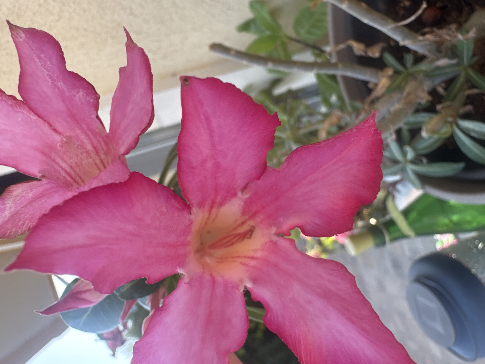 A close-up, eye-level shot captures two vibrant pink desert rose flowers in full bloom. The foreground features a large, prominent bloom with five ruffled petals, radiating outwards from a yellow and pink center. Faint striations are visible within the petals. A second, slightly smaller pink flower is positioned behind and to the right of the first, with its petals also showing a similar texture. The background is softly blurred, revealing hints of a beige-colored wall, green foliage, and what appears to be a gray railing or surface. A dark blue object with a gray top is visible in the lower left corner, and a green glass bottle with a yellow cap is situated to the right of it. The scene is set outdoors, suggesting a garden or patio environment. The image appears to be taken in the Mouttagiaka Community, Cyprus, based on the context.