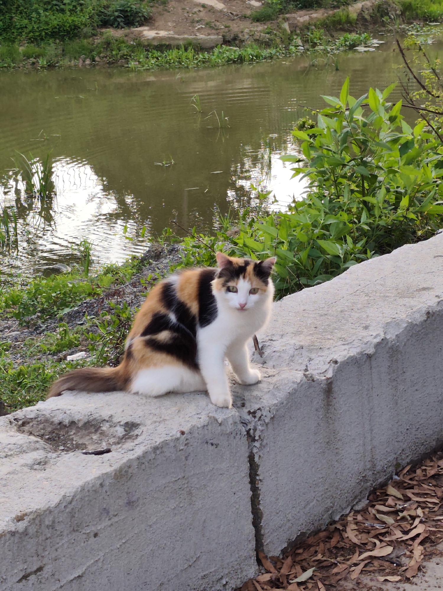 A calico cat sits on a concrete ledge next to a body of water. The cat has patches of white, black, and orange fur. The water is calm and reflects the surrounding vegetation, which includes green plants and trees. The ledge is rough and appears weathered, with some dry leaves scattered on the ground beside it. The background consists of more vegetation and some dry earth. The lighting suggests it is daytime, likely morning or late afternoon, given the soft light. The scene appears to be in a natural or semi-natural outdoor setting, possibly a park or the edge of a pond or canal.