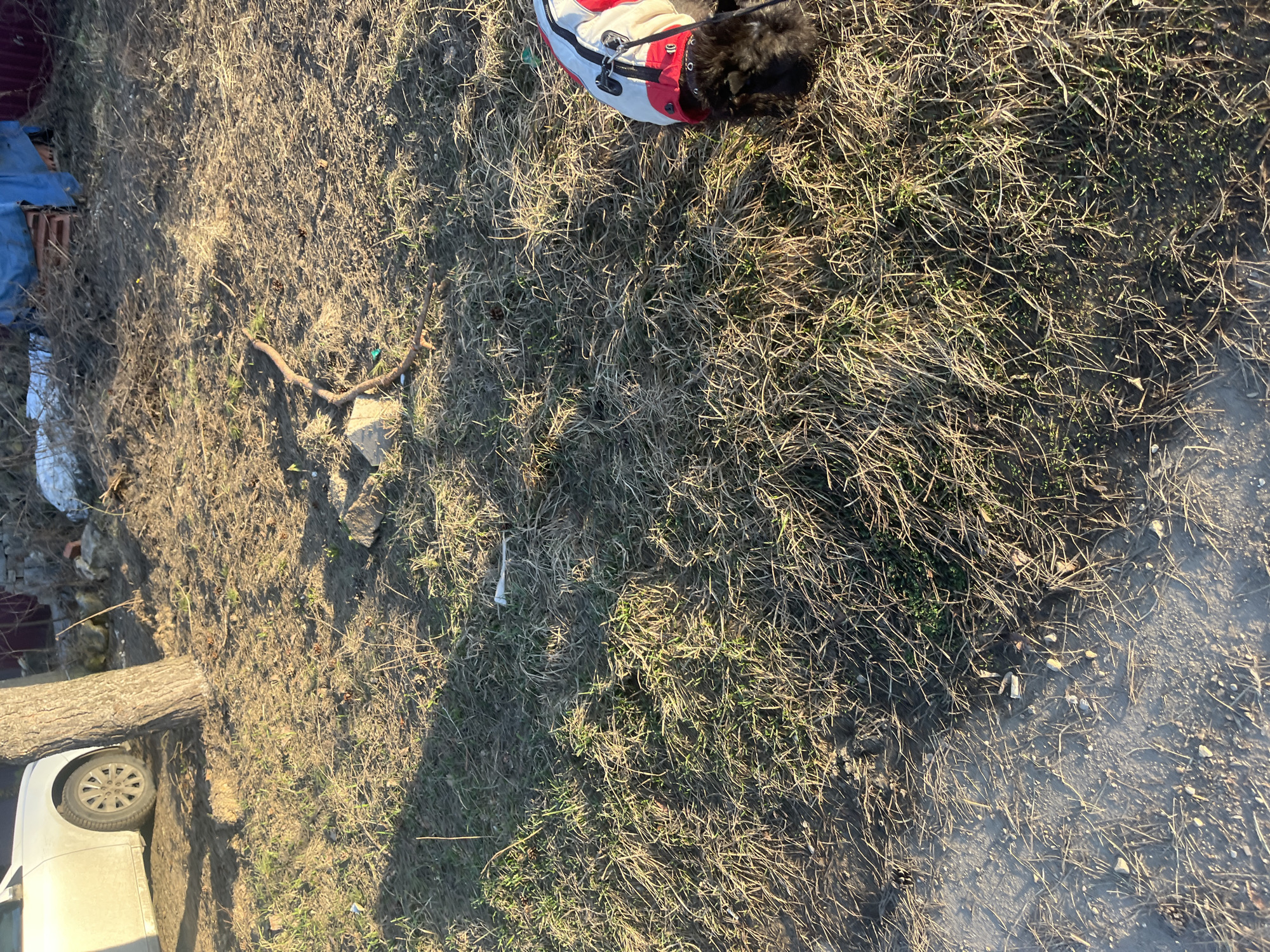 The image shows a grassy area, likely in Podolsk, Russia, with dry grass and some patches of green. A small dog wearing a red and white jacket is partially visible. Debris is scattered around the area, including a branch, a piece of white trash, and various unidentifiable items near the left side. Part of a car tire and a tree trunk are also visible at the bottom left corner. The lighting suggests it is either sunrise or sunset.