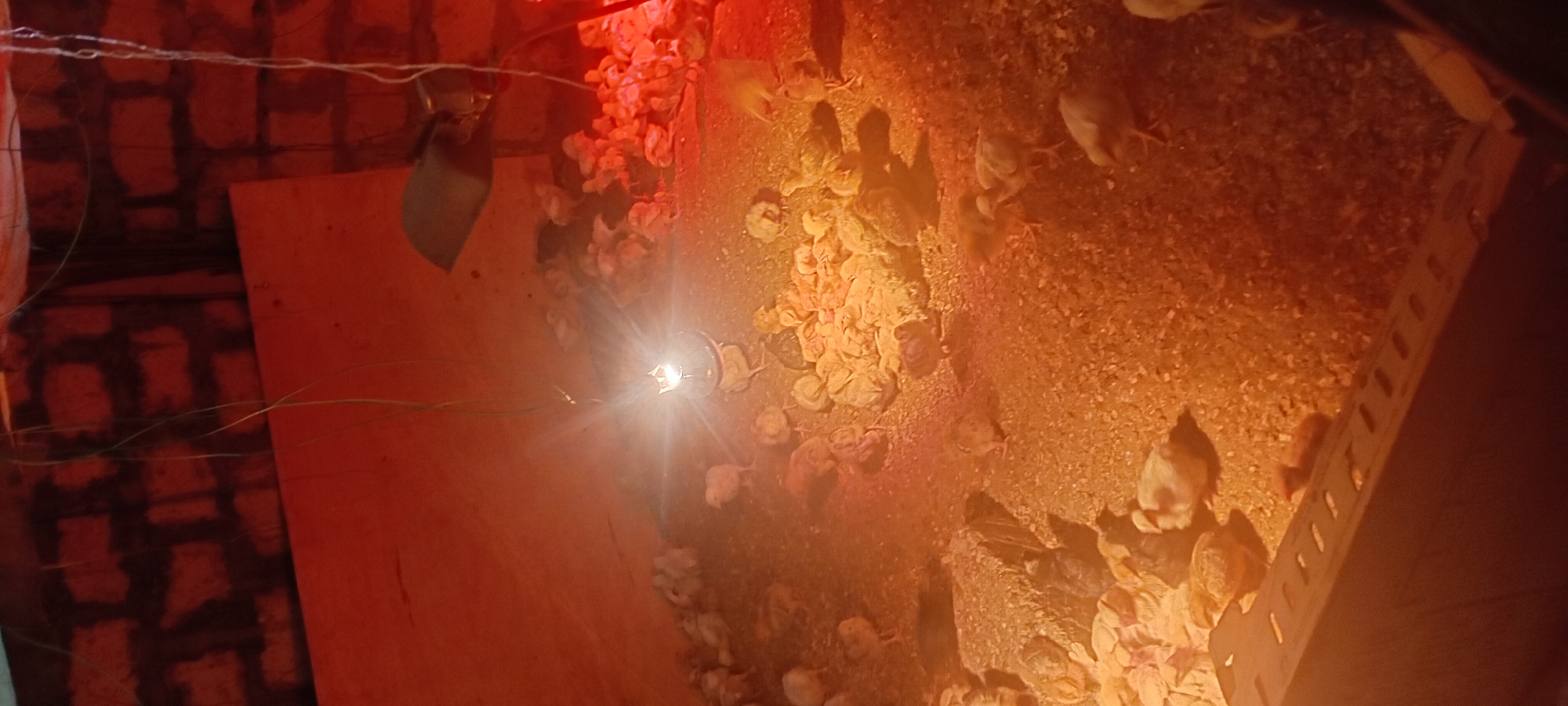 A group of young chicks are gathered under a heat lamp in a confined enclosure. The enclosure appears to be made of brick and wood, with a sandy or sawdust floor. The chicks are varied in color, with some being white, yellow, and brown. A single heat lamp hangs from the ceiling, providing warmth and light to the chicks. The scene is illuminated by the red glow of the heat lamp, casting long shadows across the enclosure. There are no people visible in the image. The environment suggests a poultry farm or a similar setting for raising young birds.