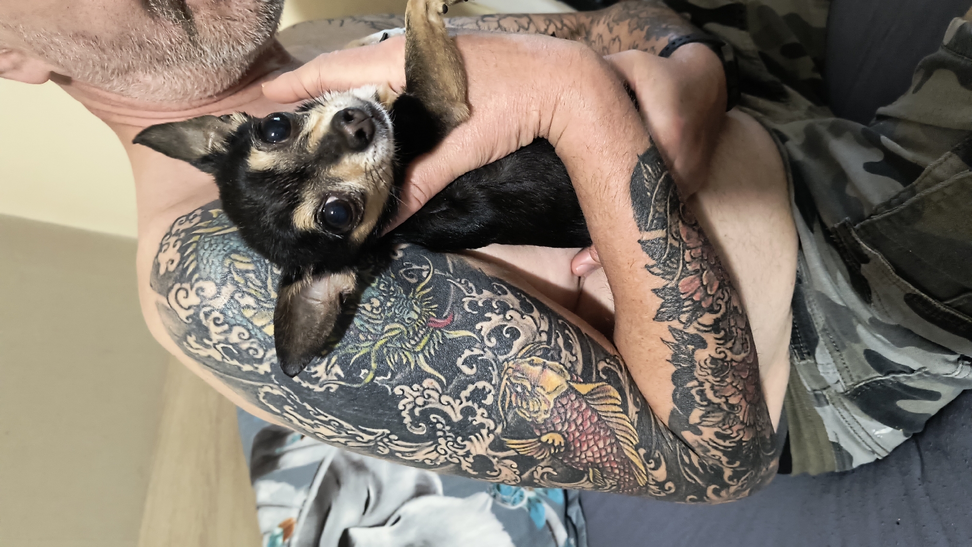 A close-up, portrait-oriented image shows a small, black and tan dog being cradled by a person. The dog, resembling a Chihuahua, is positioned centrally, gazing directly into the camera with large, dark, expressive eyes. Its fur is primarily black with distinct tan markings on its face and legs.
The person holding the dog is mostly out of frame, with only their heavily tattooed arms, part of their chin, and neck visible. Both arms are extensively covered in detailed, colorful Japanese-style tattoos. On the left arm (from the viewer's perspective), a vibrant yellow and green dragon and a red and gold koi fish are prominent, set amidst dark, intricate wave and cloud patterns. The right arm also displays elaborate floral and wave tattoo designs. The person's hands gently support the dog. Light stubble is visible on the person's chin and neck. A black wristband or watch is also visible on one wrist.
The person's clothing, visible on the lower right, appears to be a camouflage pattern. Another patterned fabric, possibly part of clothing or a blanket, is seen on the lower left. The background is softly blurred and suggests an indoor setting with light-colored elements. The overall atmosphere conveys a tender and affectionate interaction between the person and their pet. No visible text is present in the image. This scene is located in Sofia, Bulgaria.