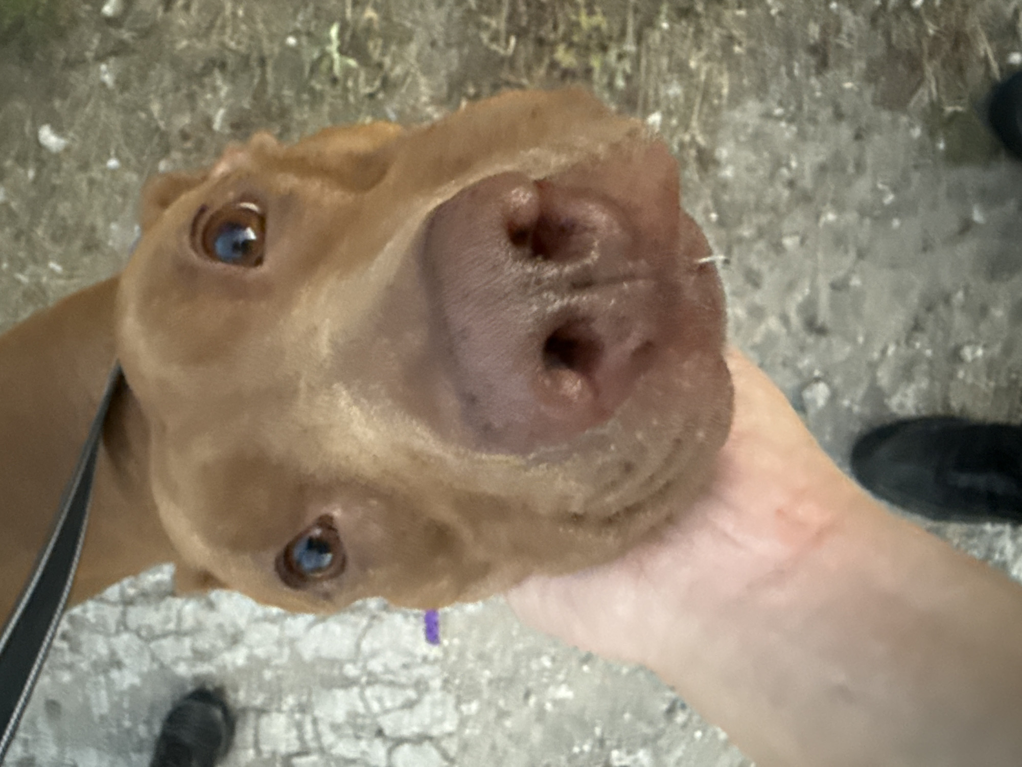 A close-up, head-on shot of a tan pit bull dog is the primary focus. The dog's nose is prominently featured and appears wet. A person's hand is visible in the lower left corner, gently stroking the dog's face. The background is blurred, suggesting an outdoor environment with a rough, pebbly surface. A dark leash is visible at the top of the frame, indicating the dog is leashed. There is a small, thin purple object visible near the dog's ear.