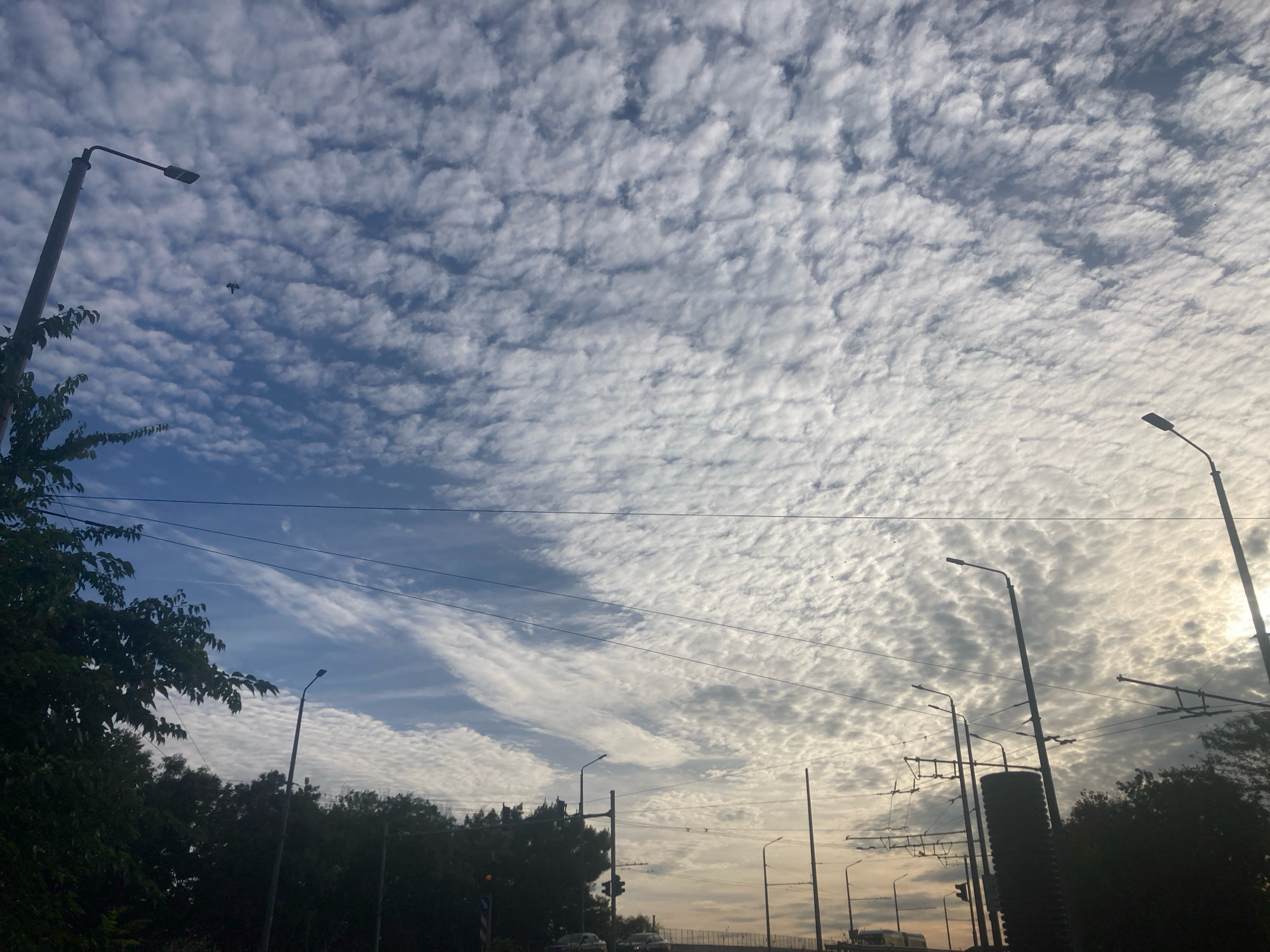 The image captures a street-level view looking upwards towards a dramatic sky filled with altocumulus clouds, commonly known as mackerel sky, casting a textured pattern across the blue expanse. Several silhouetted streetlights and utility poles punctuate the scene, with overhead power lines forming a web-like structure against the sky. Dense, dark foliage from trees lines the lower left and right edges of the frame, suggesting a roadside or park area within a city. In the distance, a bridge structure is visible, further indicating an urban environment. The lighting suggests it is either early morning or late afternoon, given the soft, diffused light from the sun, which is partially obscured by the clouds. The scene appears to be an ordinary city view, focusing on the atmospheric conditions and urban infrastructure. There are no people or vehicles clearly discernible in the image, only the suggestion of distant traffic lights and a possible train or tram on the bridge. The overall impression is one of a calm, overcast day in an urban setting.