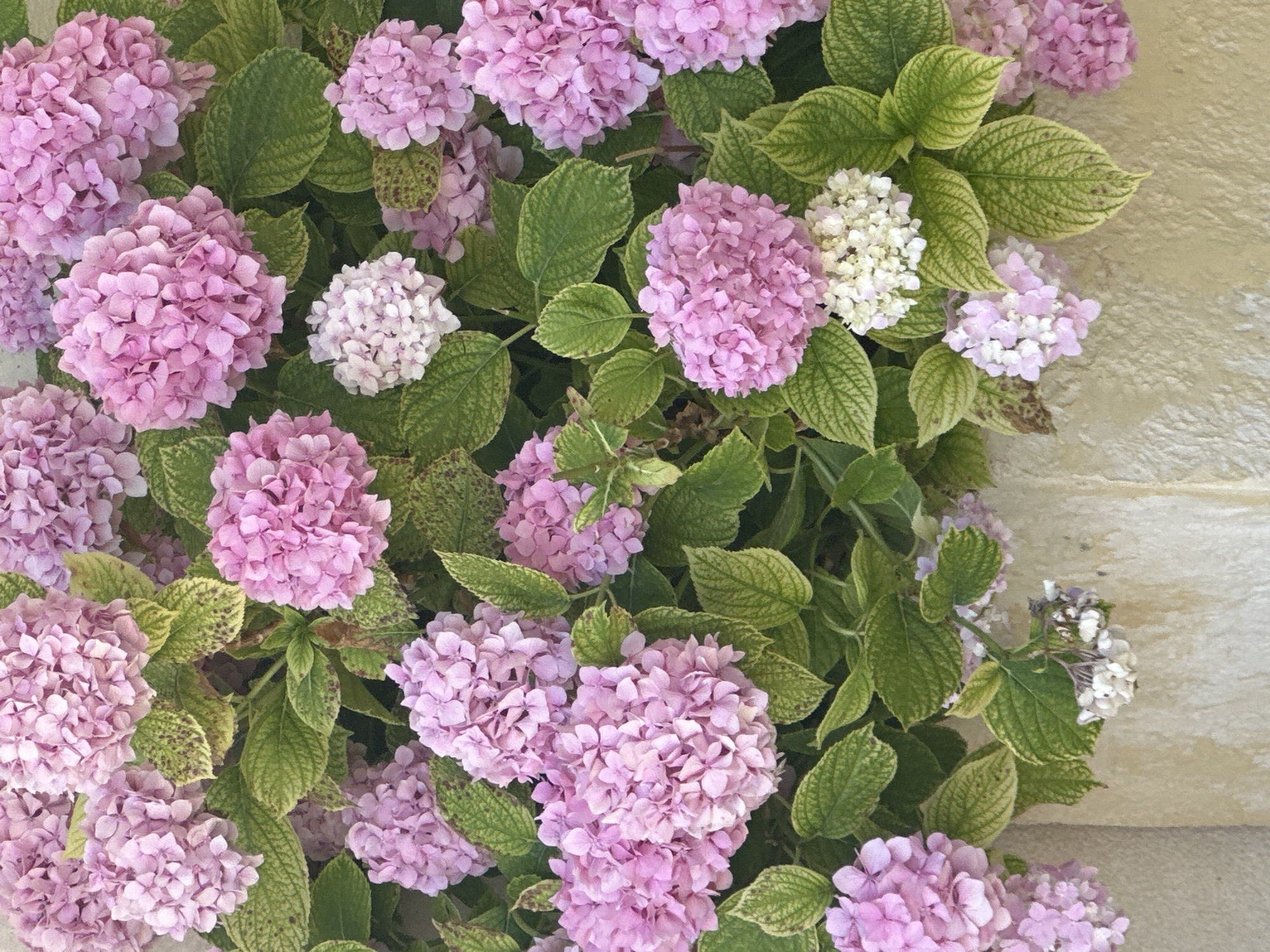 The image shows a close-up of a dense cluster of pink and white hydrangeas with green leaves, possibly growing against a light-colored, textured wall. The flowers are in various stages of bloom, with some appearing fully formed and others more delicate and wispy. Some of the leaves show signs of discoloration, with brown spots and yellowing edges. The overall impression is of a lush, vibrant floral display. The location in Boreti, Montenegro is not discernable from the image itself, as no specific landmarks or context are provided. The scene is static, with no people or action captured.